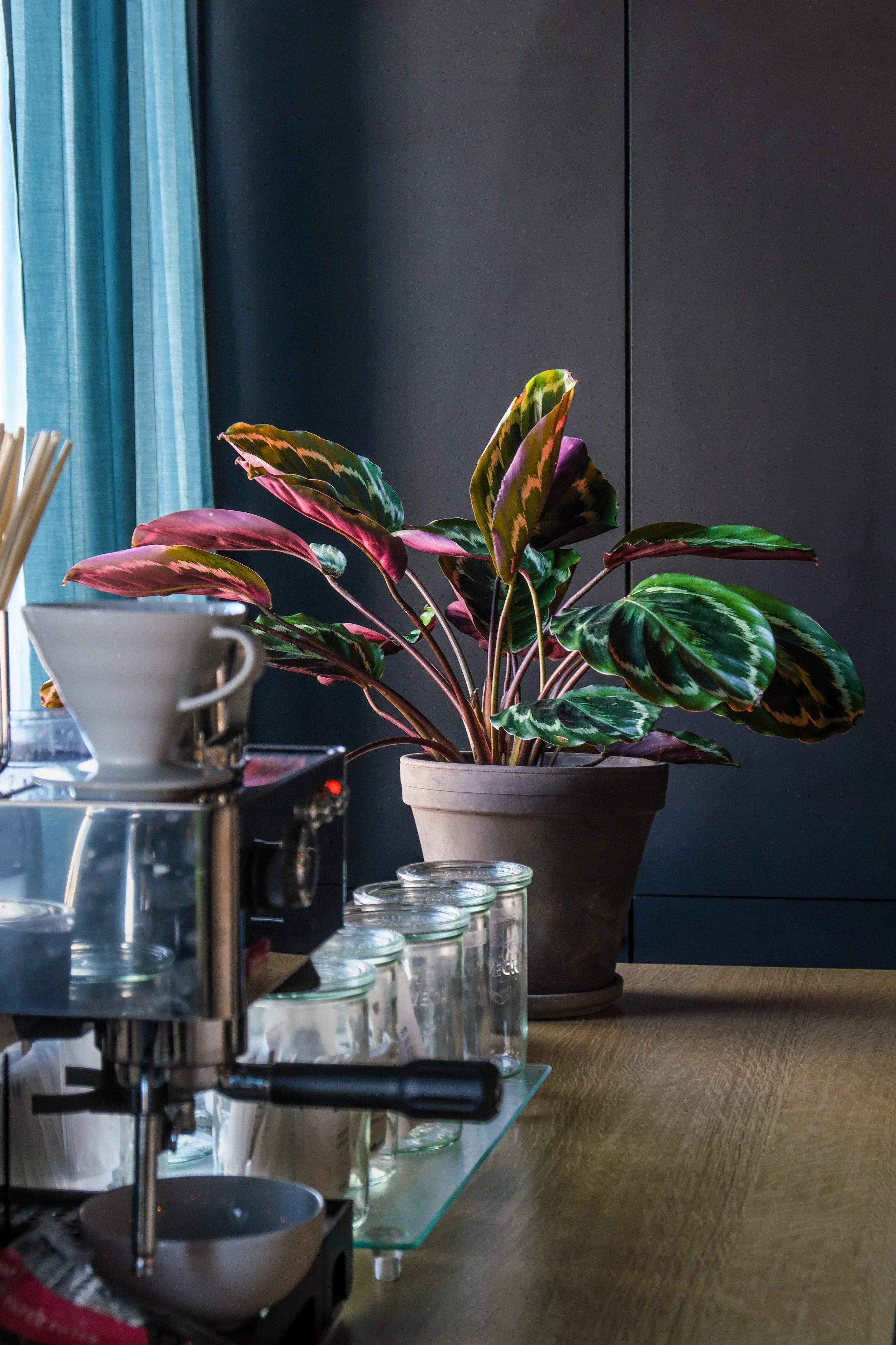  Checking out these beautiful Calathea leaves whilst getting your morning coffee? Sounds good to us. 