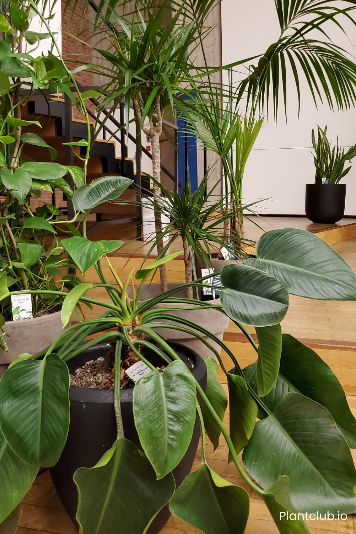  The plants as they first arrived to the Cradle 2 Cradle conference. 