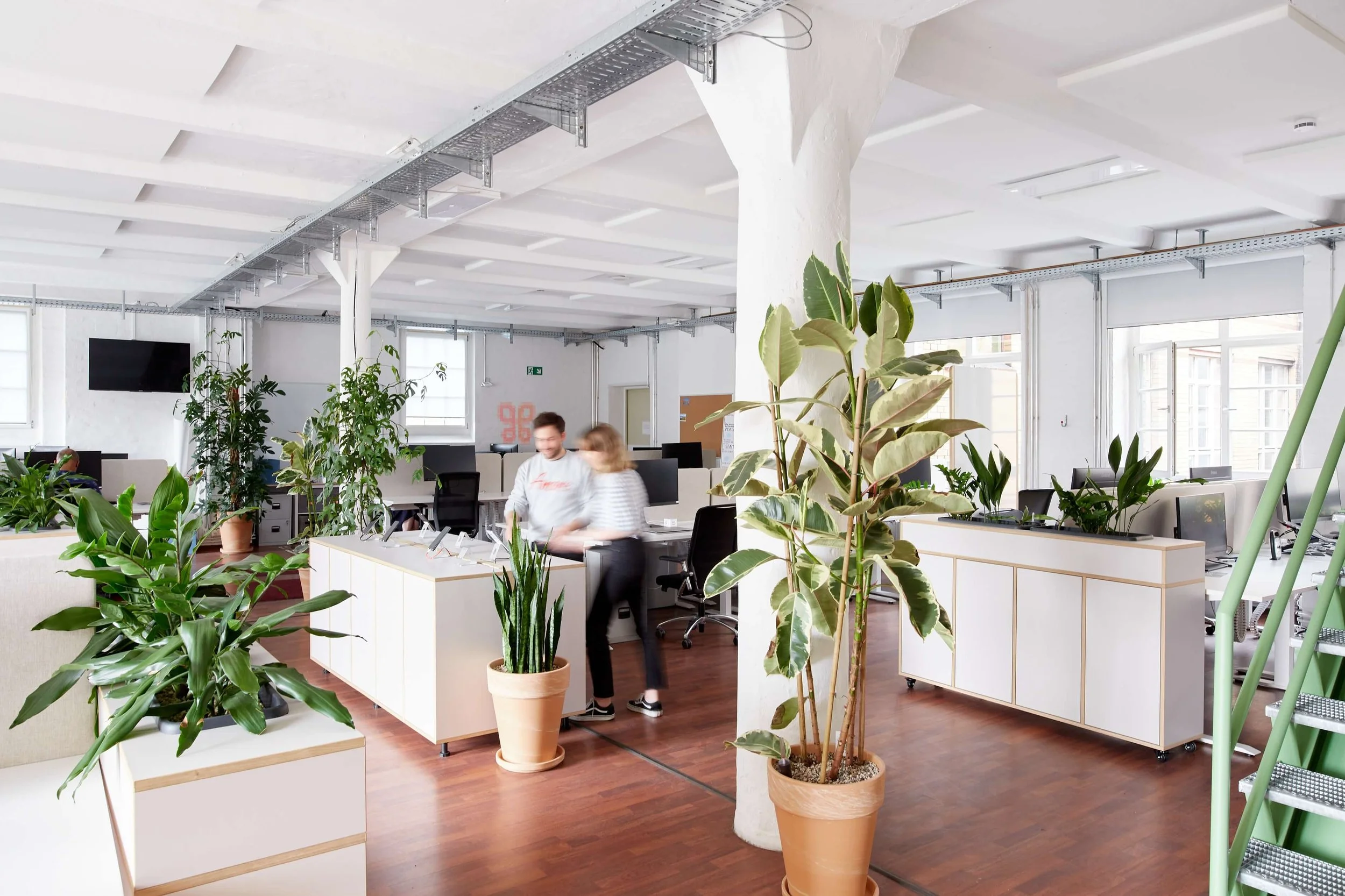 Various types of plants in the Thalia Berlin office.