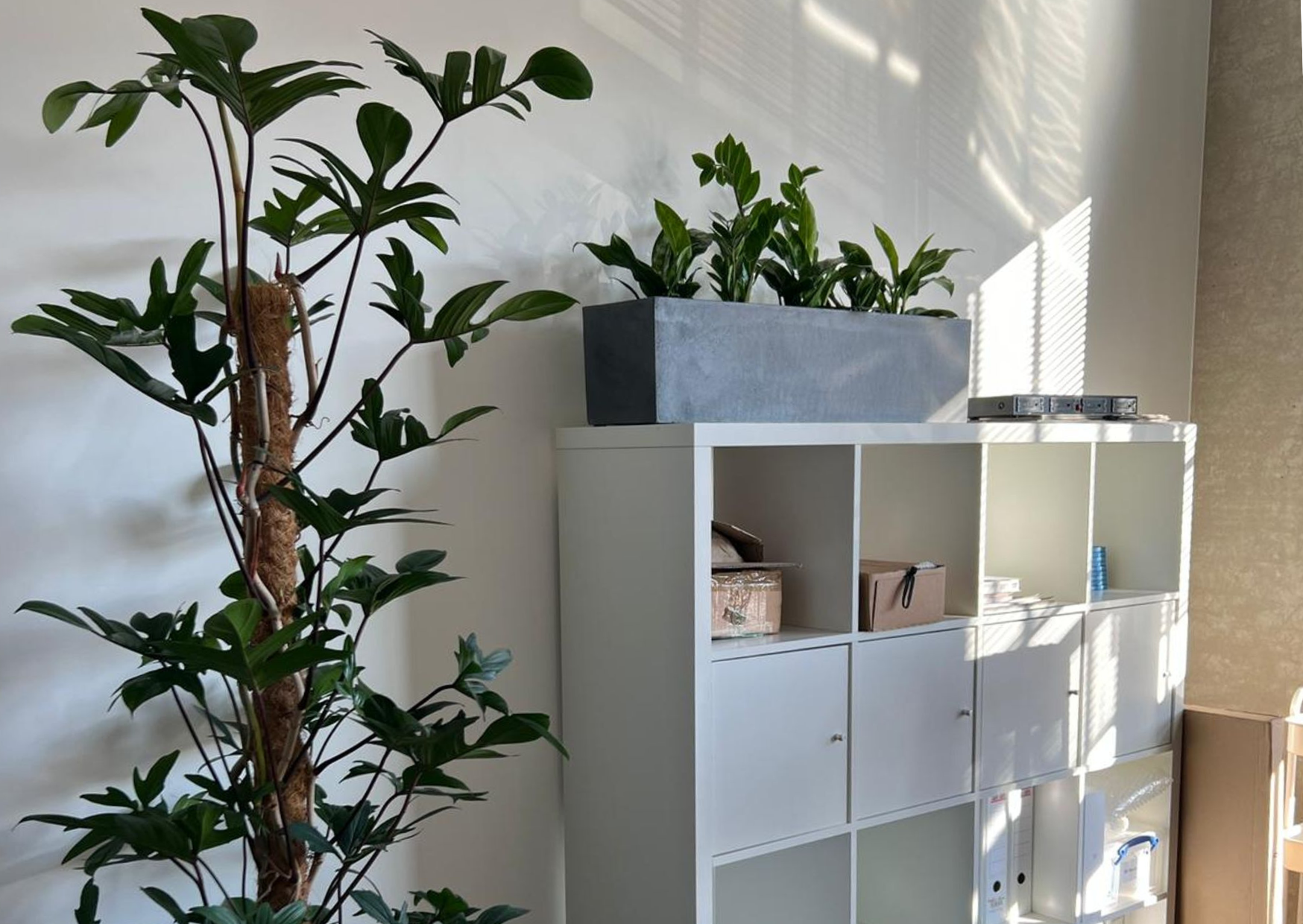  The BSBI office in Hamburg is adorned with floor and shelf plants, creating an atmosphere of warmth and lightness. 