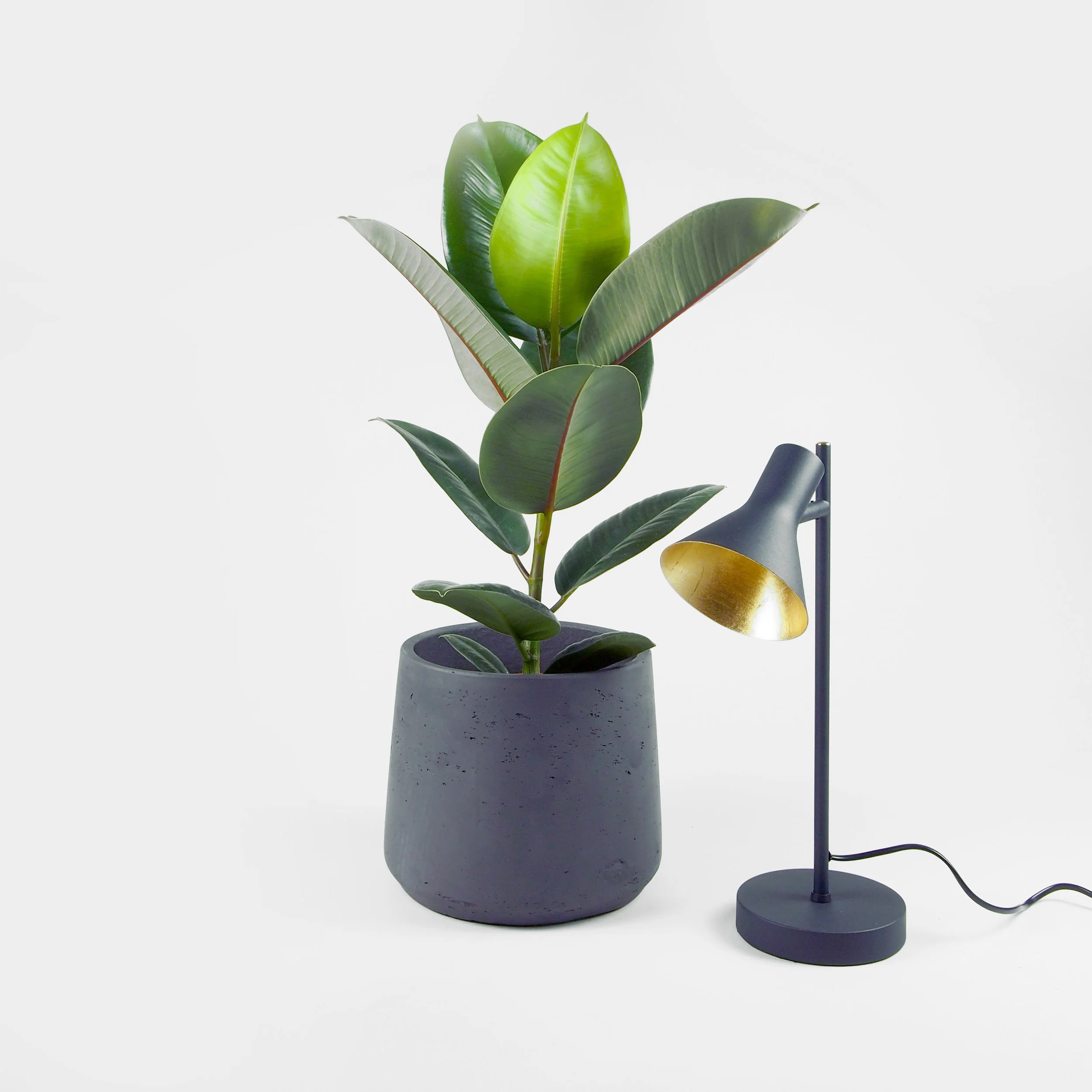  Ficus elastica robusta 