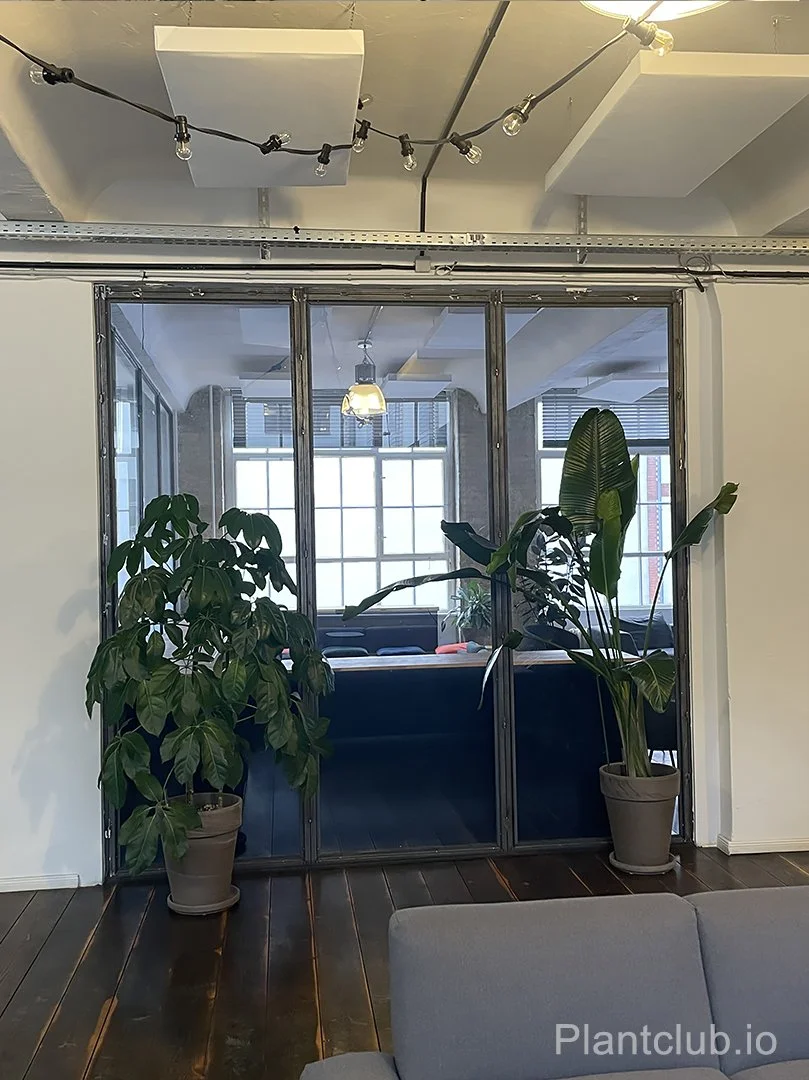  Frame your view with lush greens 