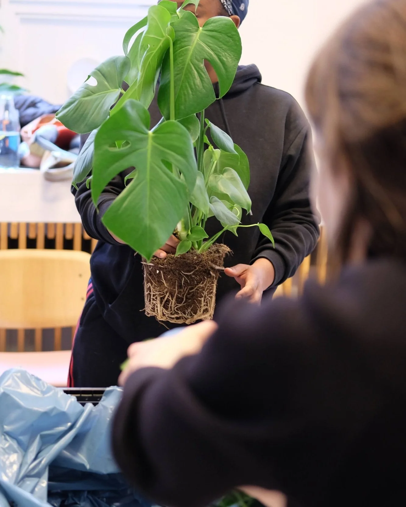 Person holding a monstera with roots exposed.