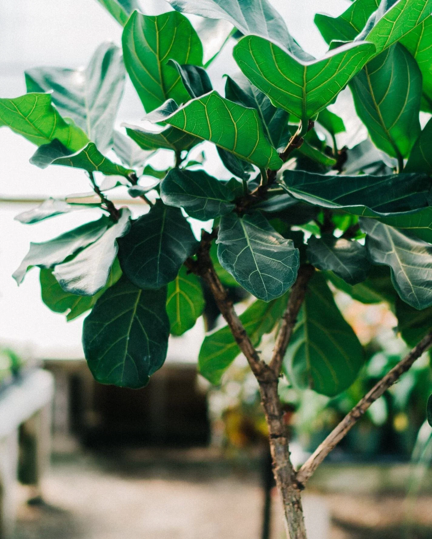 Fiddle leaf fig plant, aka  Ficus Lyrata  
