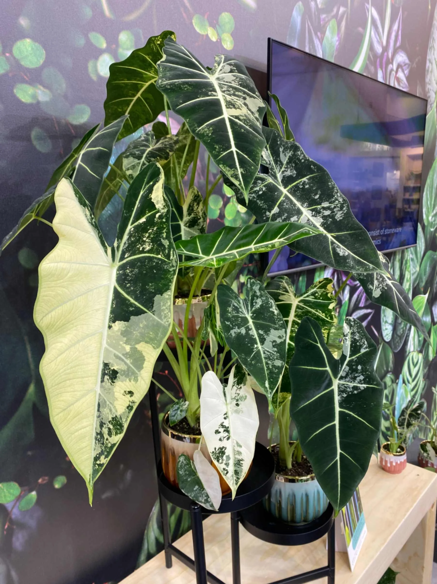  We spotted this beautiful variegated alocasia at Plantclub’s recent visit to IPM Essen. 