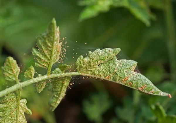  Webs might be easier to spot than the spider mites themselves. 