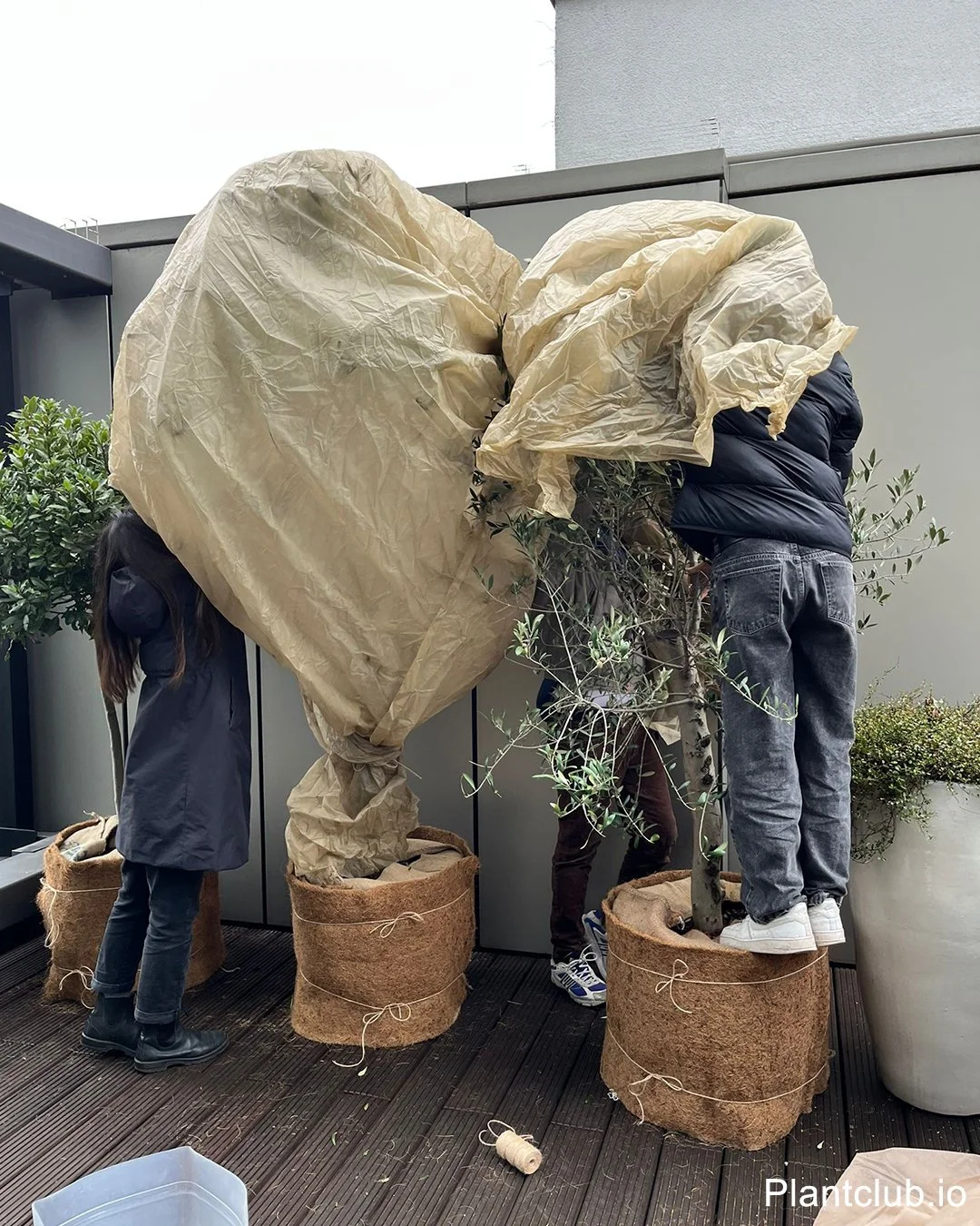 Two plant care experts protecting outdoor plants on a terrace before the winter hits