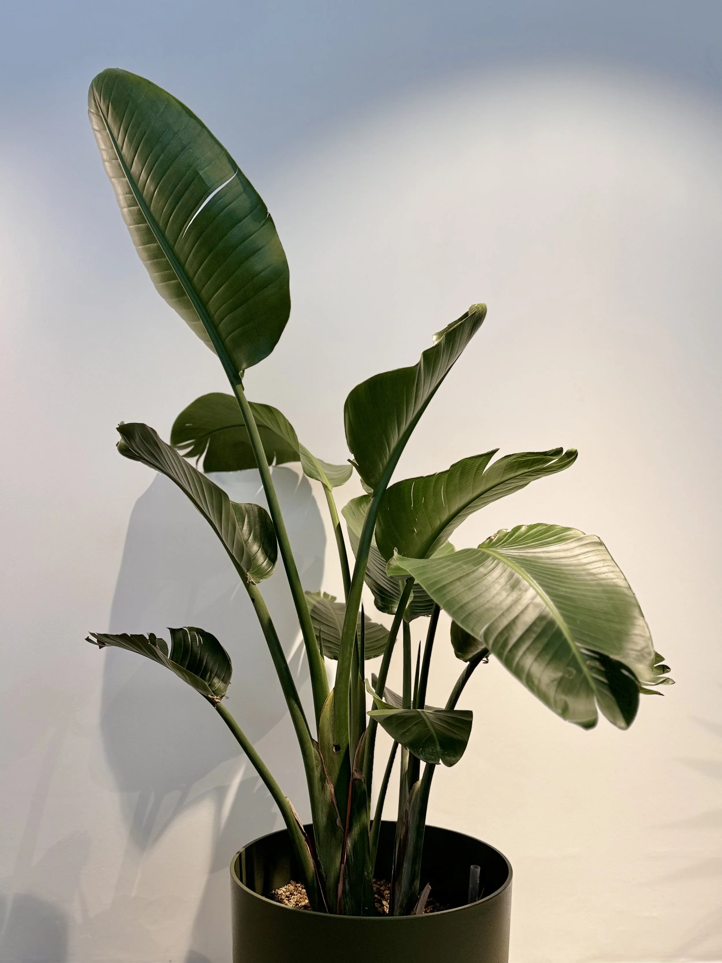   Strelitzia nicolai  
