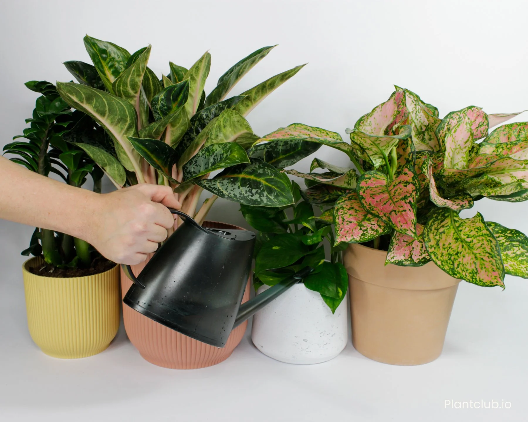  If your skin is feeling dry during the winter because of indoor heating, imagine how your plants must feel too. 