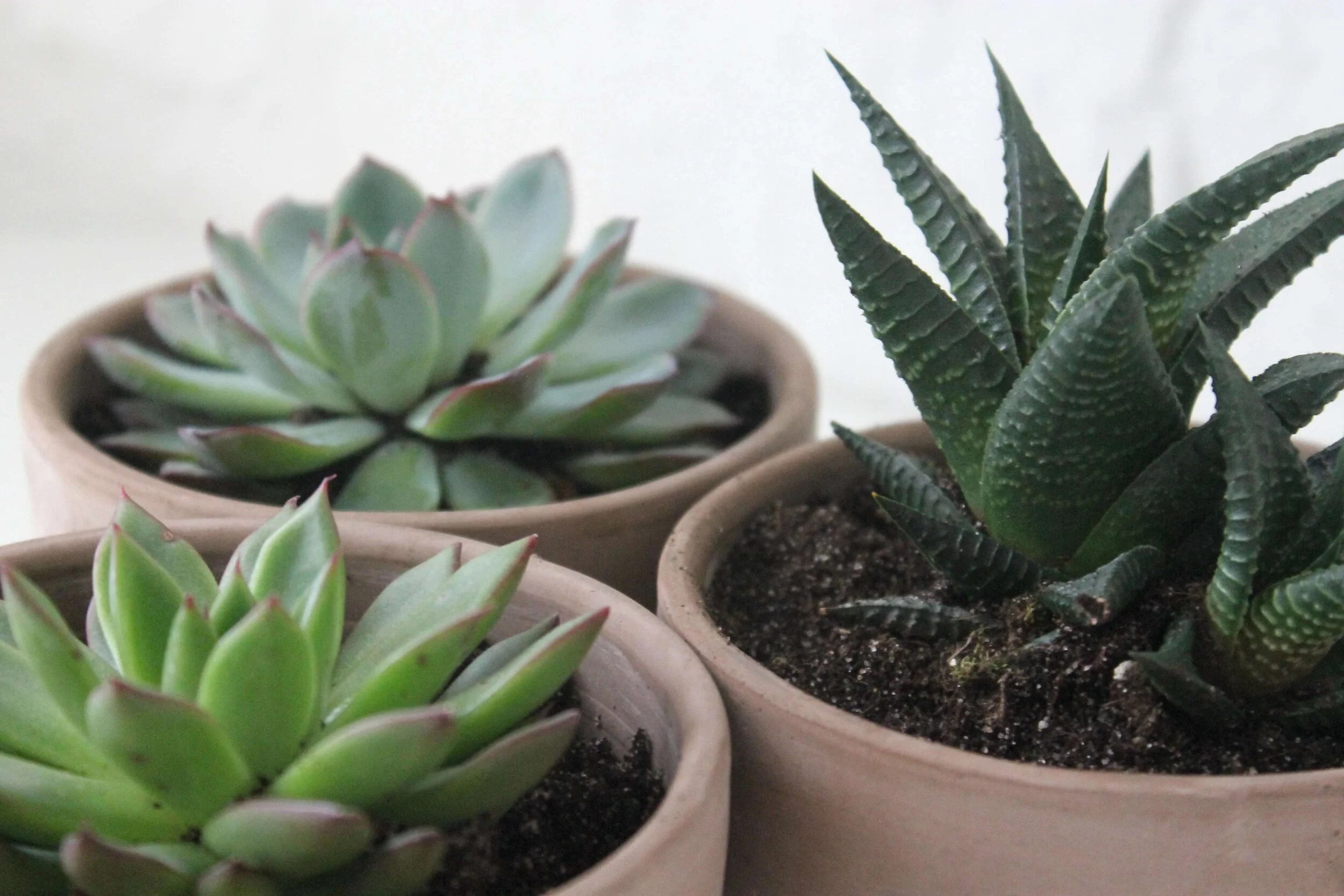  Not very thirsty: succulents. 