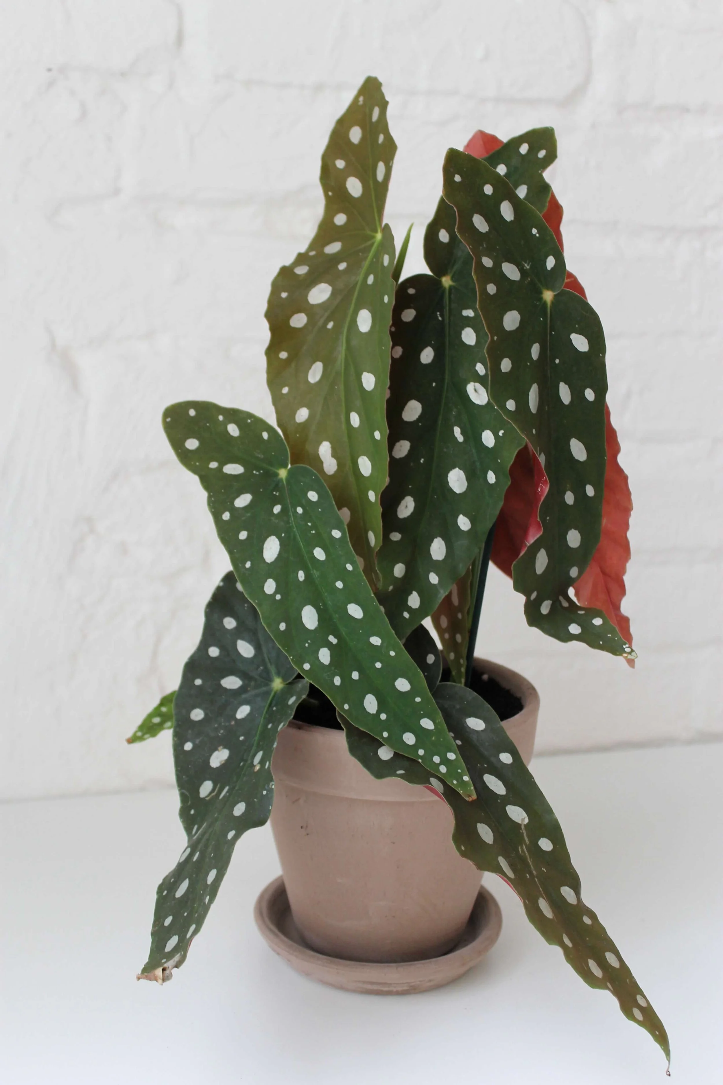  Begonia is a clear show-stopper. Available now in the  Plant Store . 