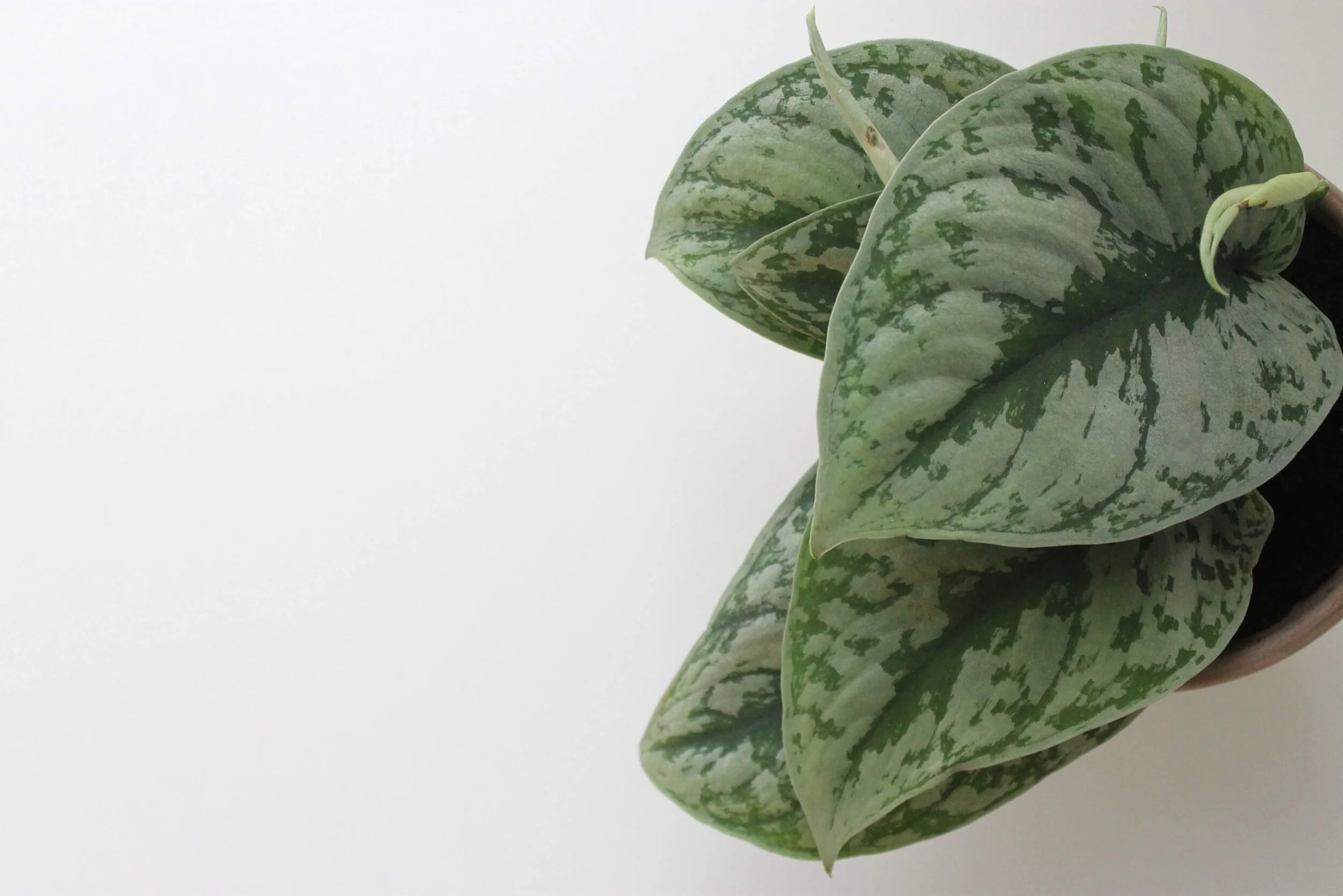  Satin pothos have beautiful silver-variegated leaves. Now available in the  Plant Store . 