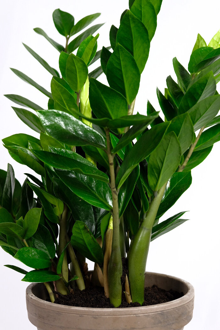  ZZ is available in the  Plant Store . 