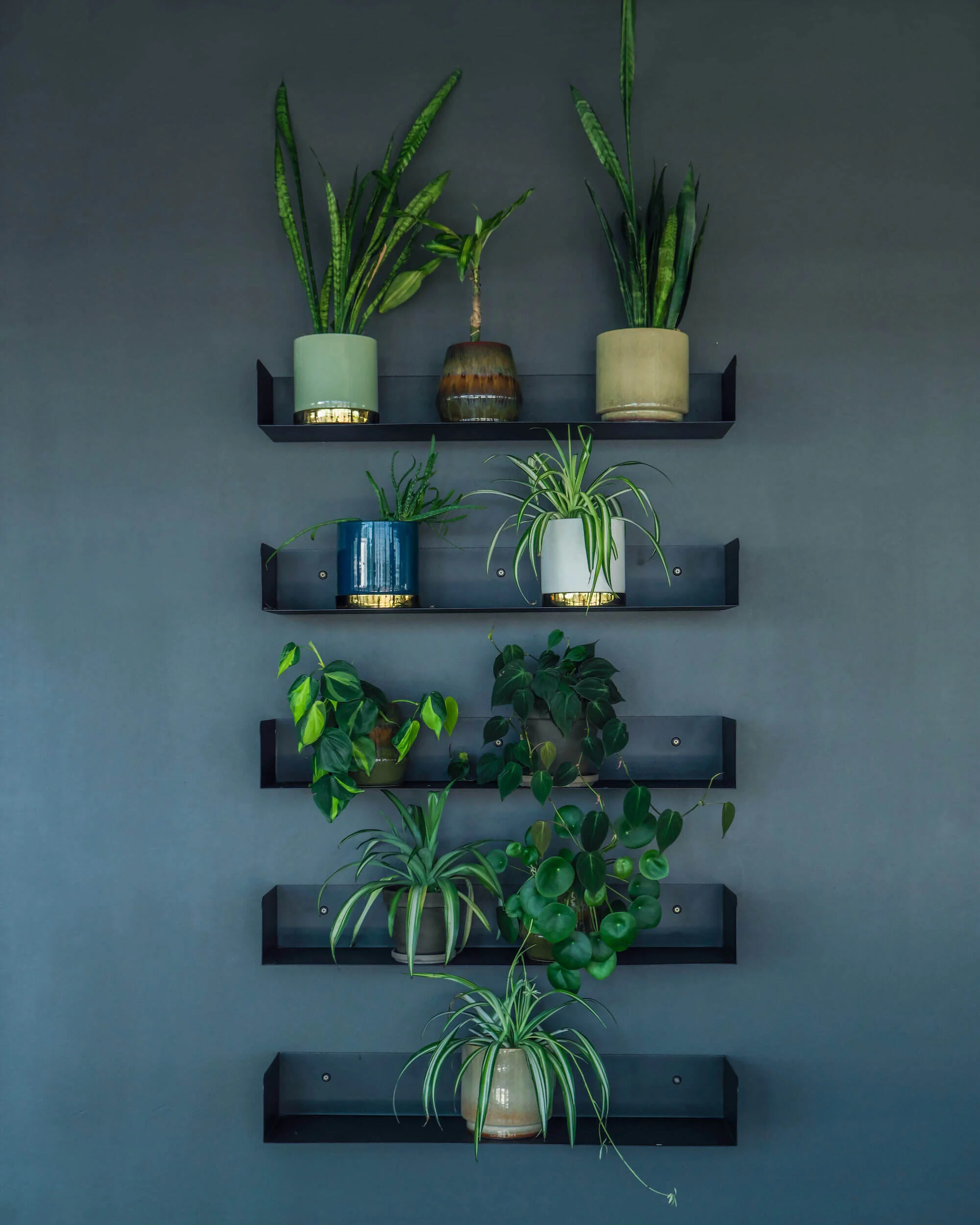  Different plant textures and pot types create a contrast with the stark metallic lines of the shelves. 