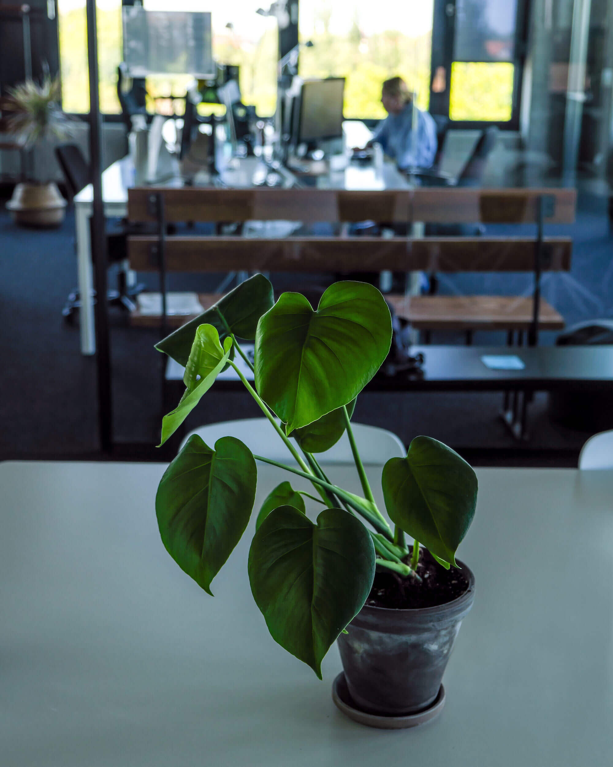  Glass walls mean that plants are always in sight for the Bonial team 