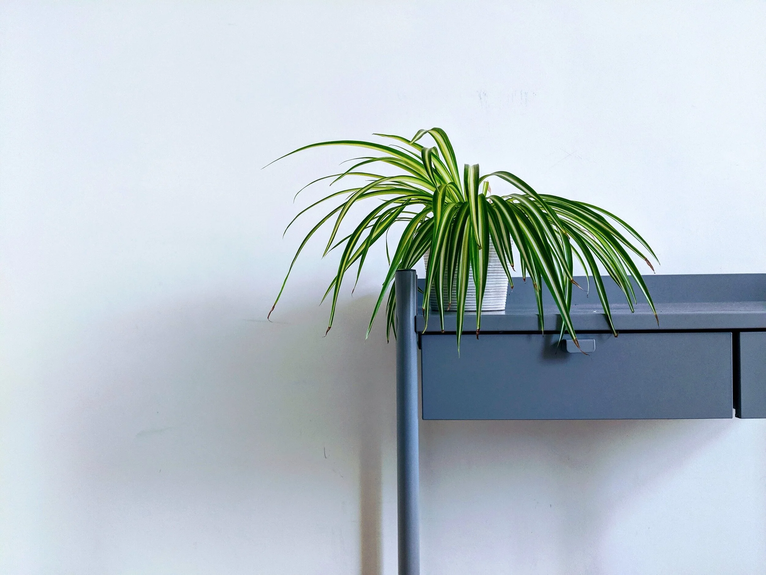  Spider plants are a classic for a reason. 
