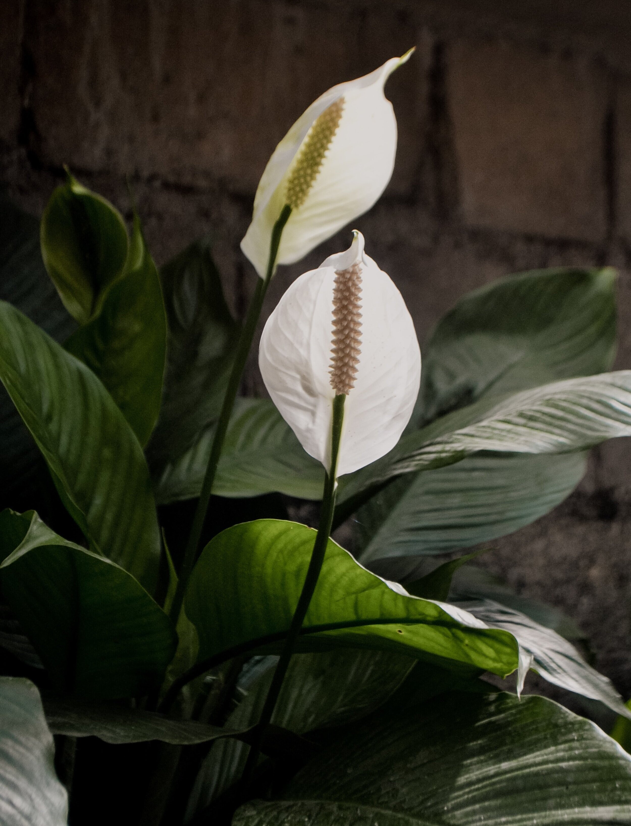  The peace lily isn’t only pretty, but also pretty low maintenance. 