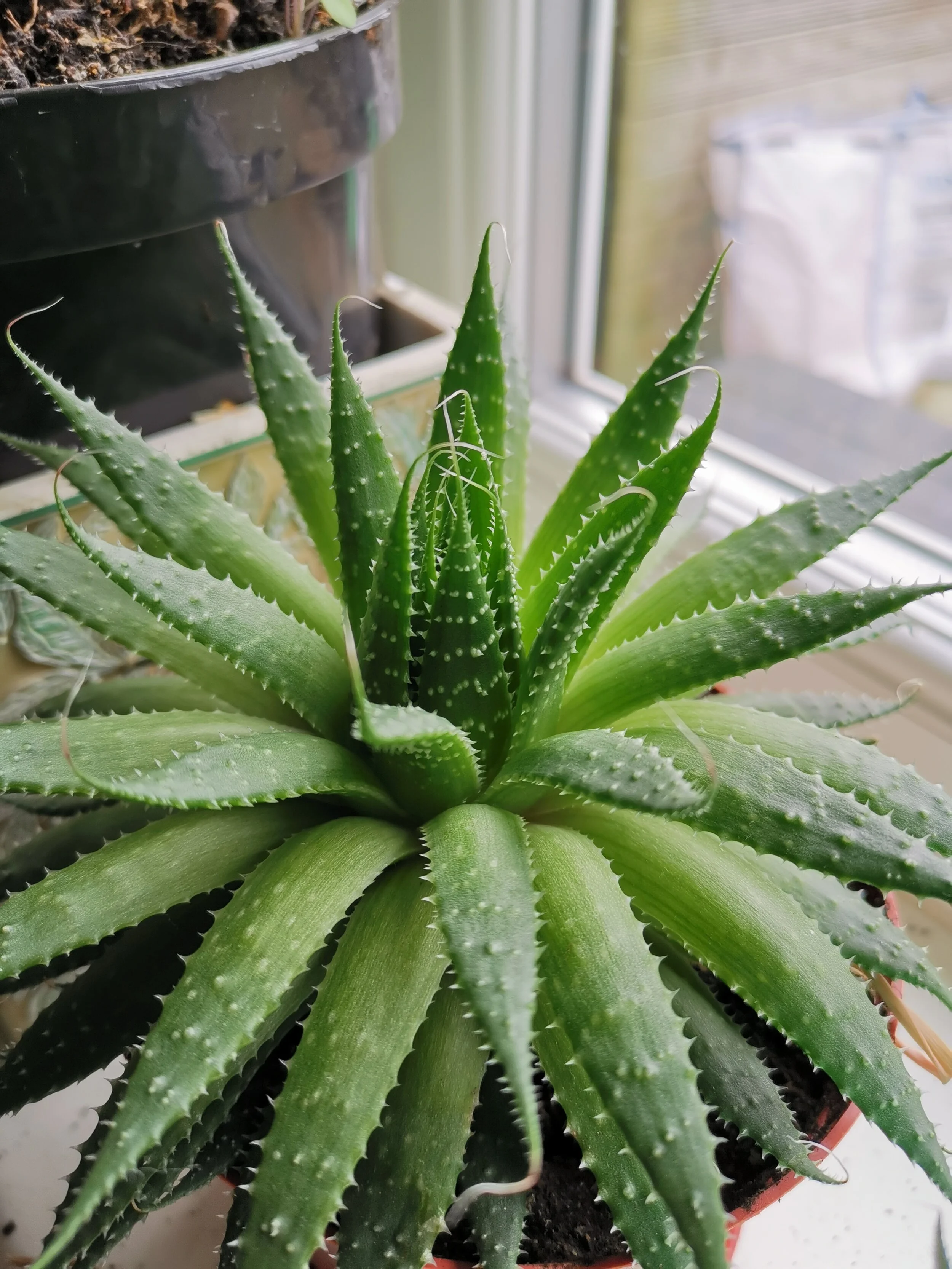  Can double as a hair and skincare product: the aloe vera. 
