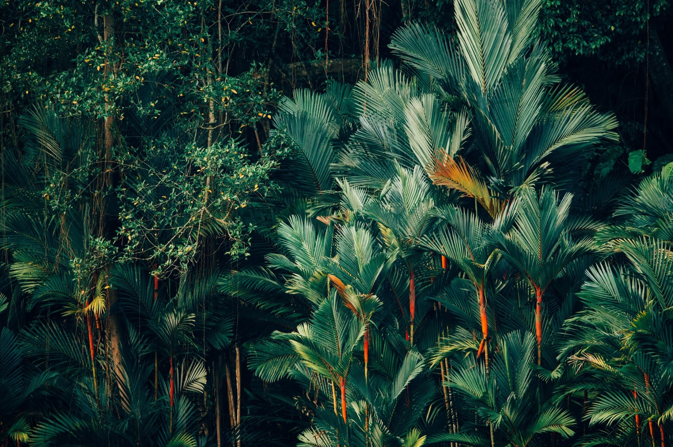  To find out what your plants need, look into where they are naturally growing. 