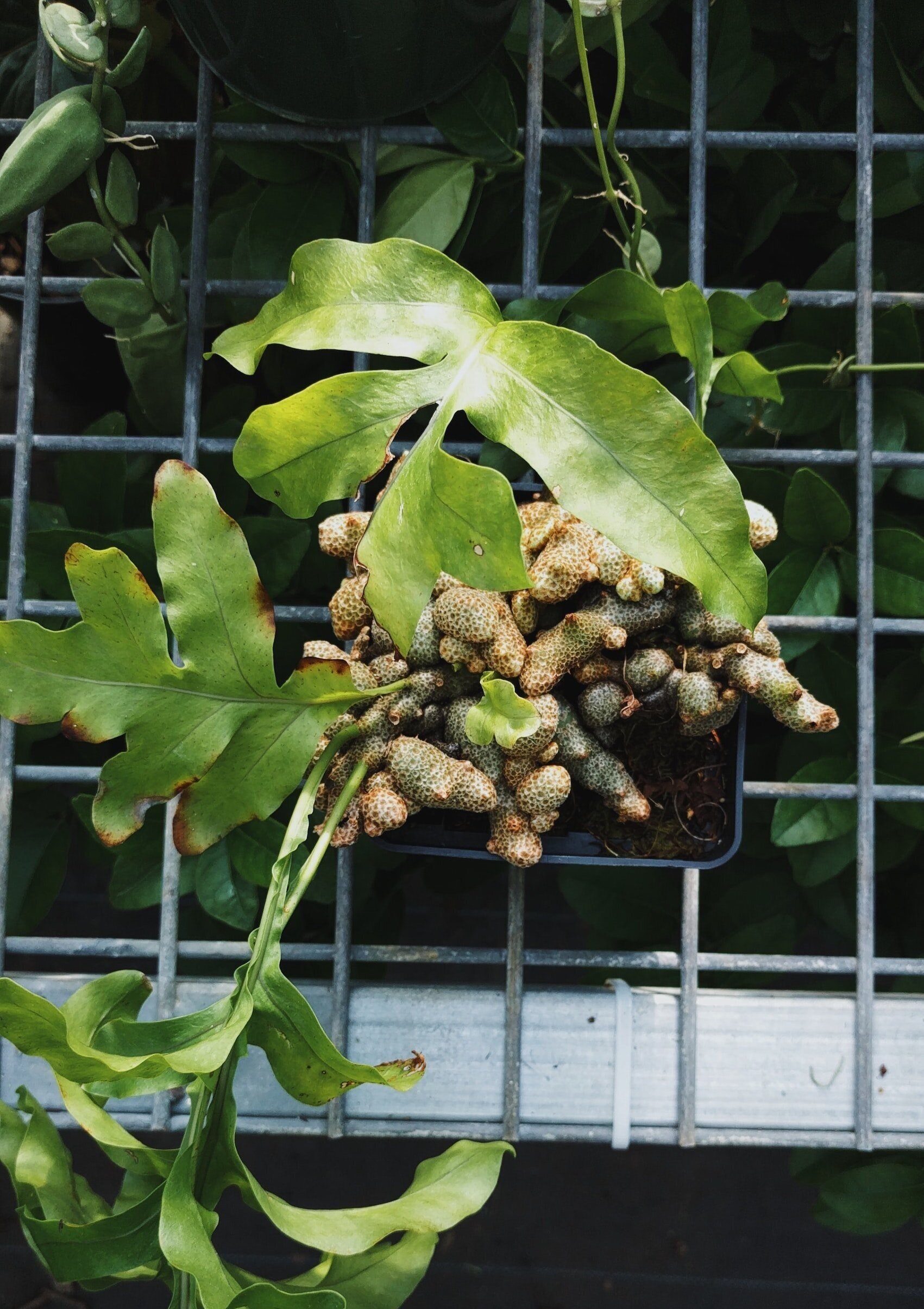  Ant ferns are epiphytic plants. 