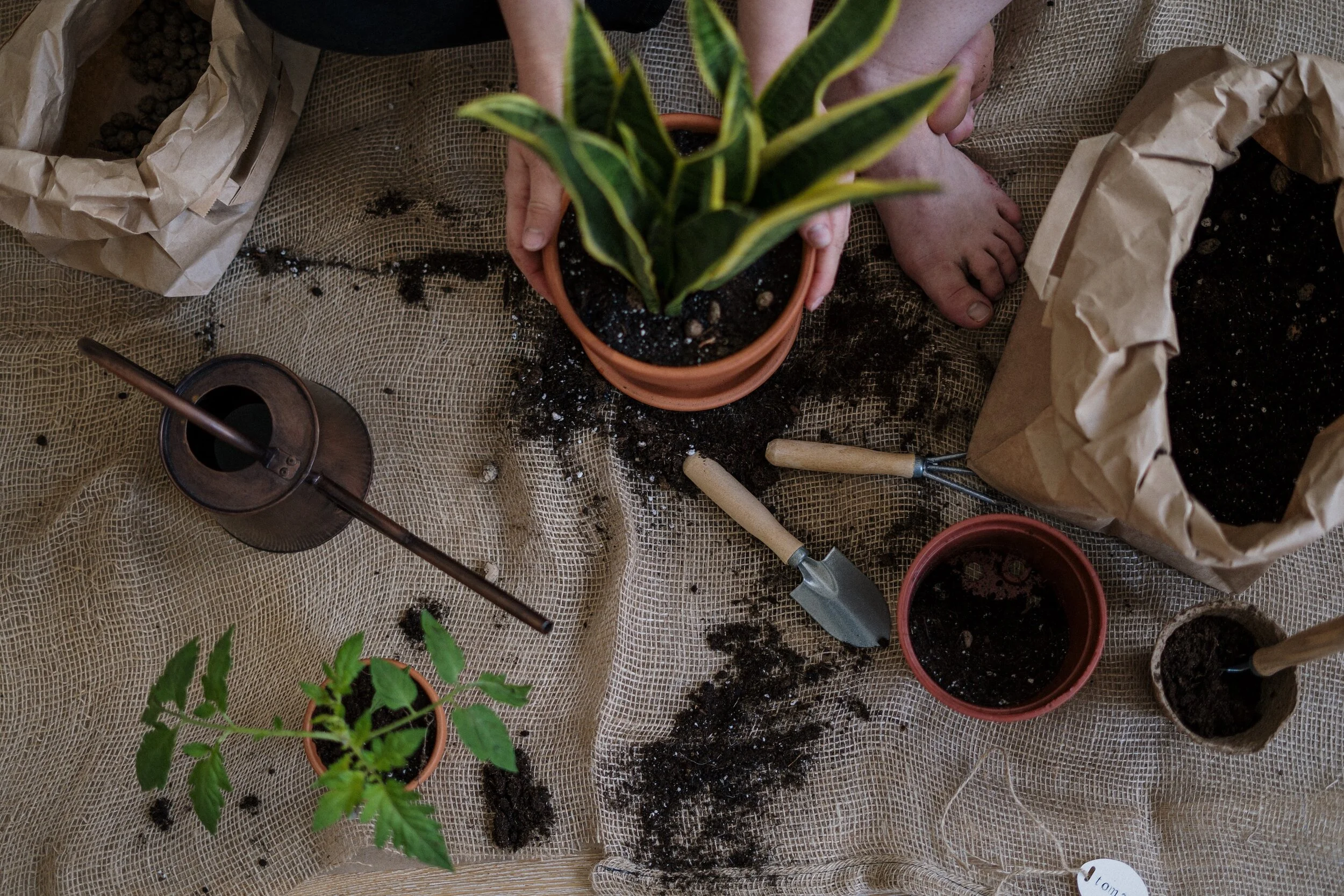  With the right equipment, repotting is no sorcery. 