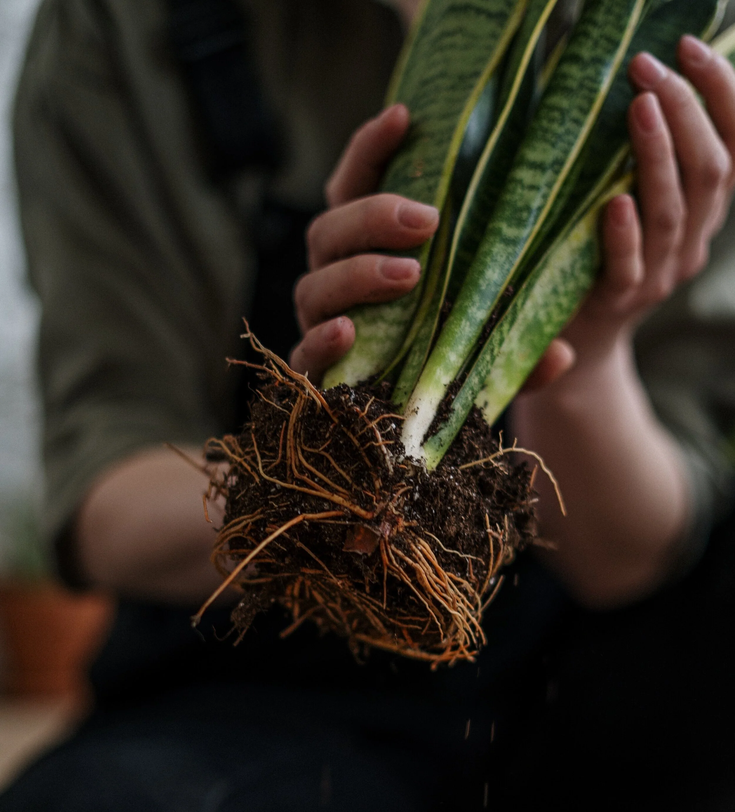  Gently remove your plant from the pot and get rid of dead roots. 