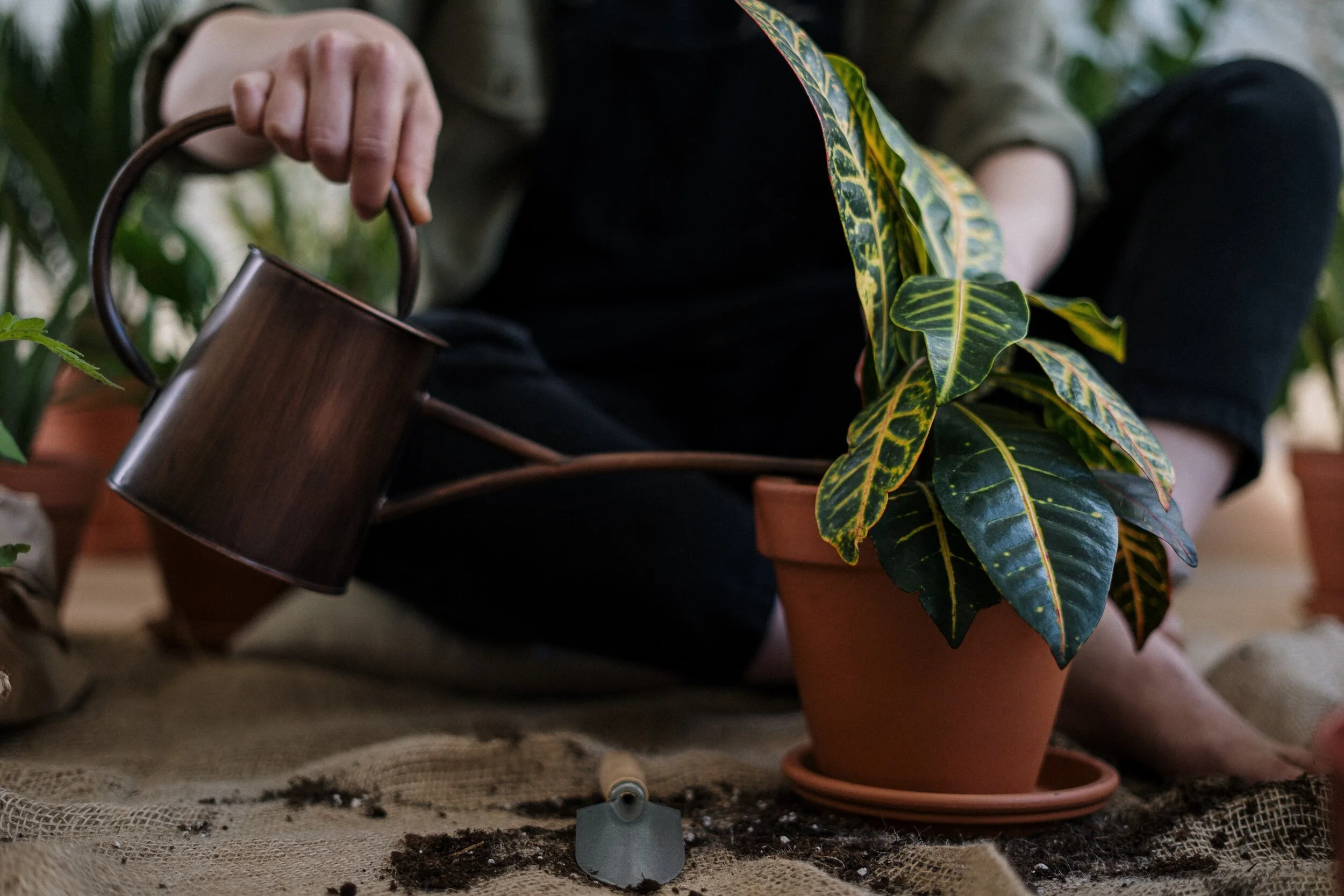  Once potted, your plant deserves a drink. 