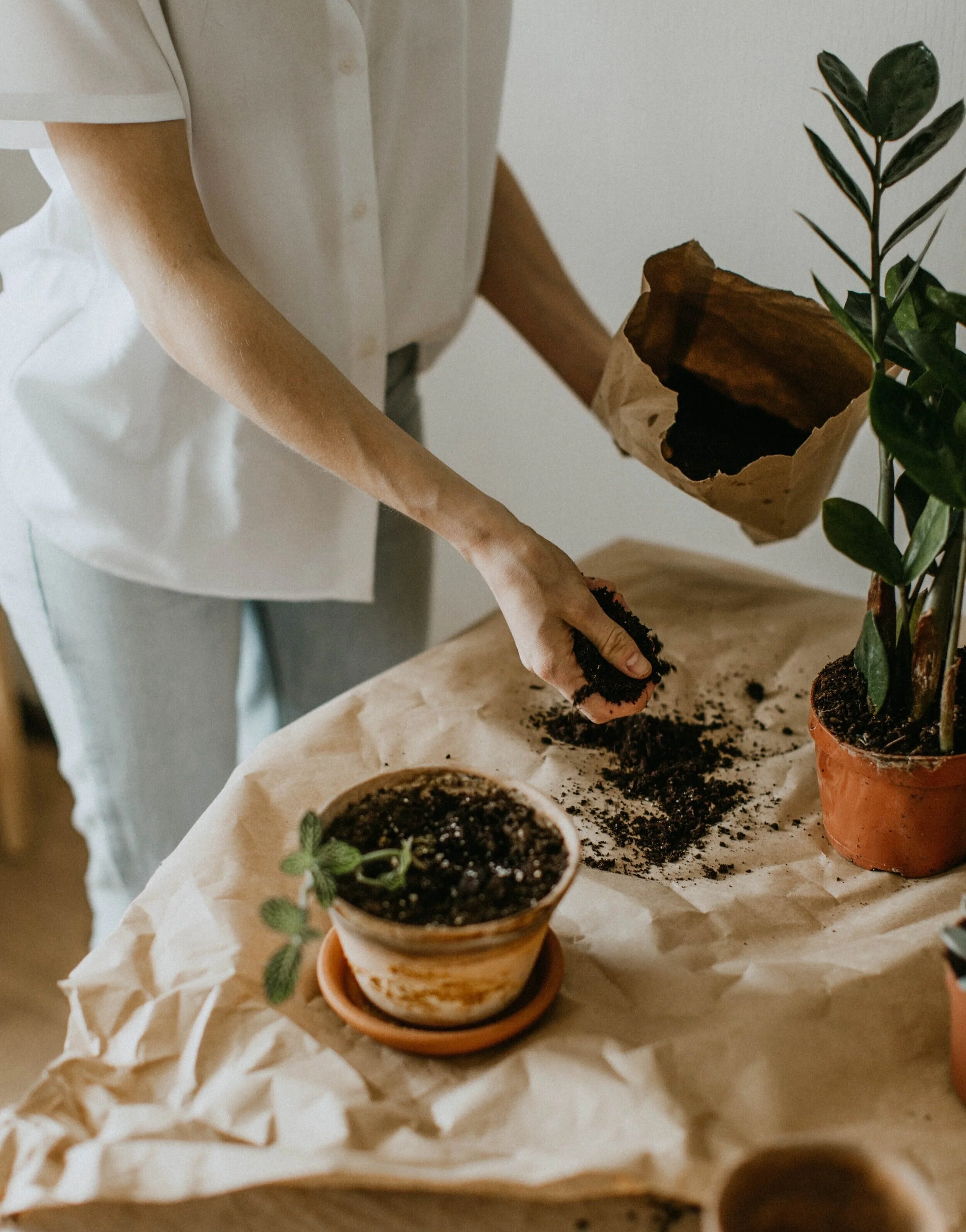  Repotting every 12 to 18 months is a good rule of thumb. 