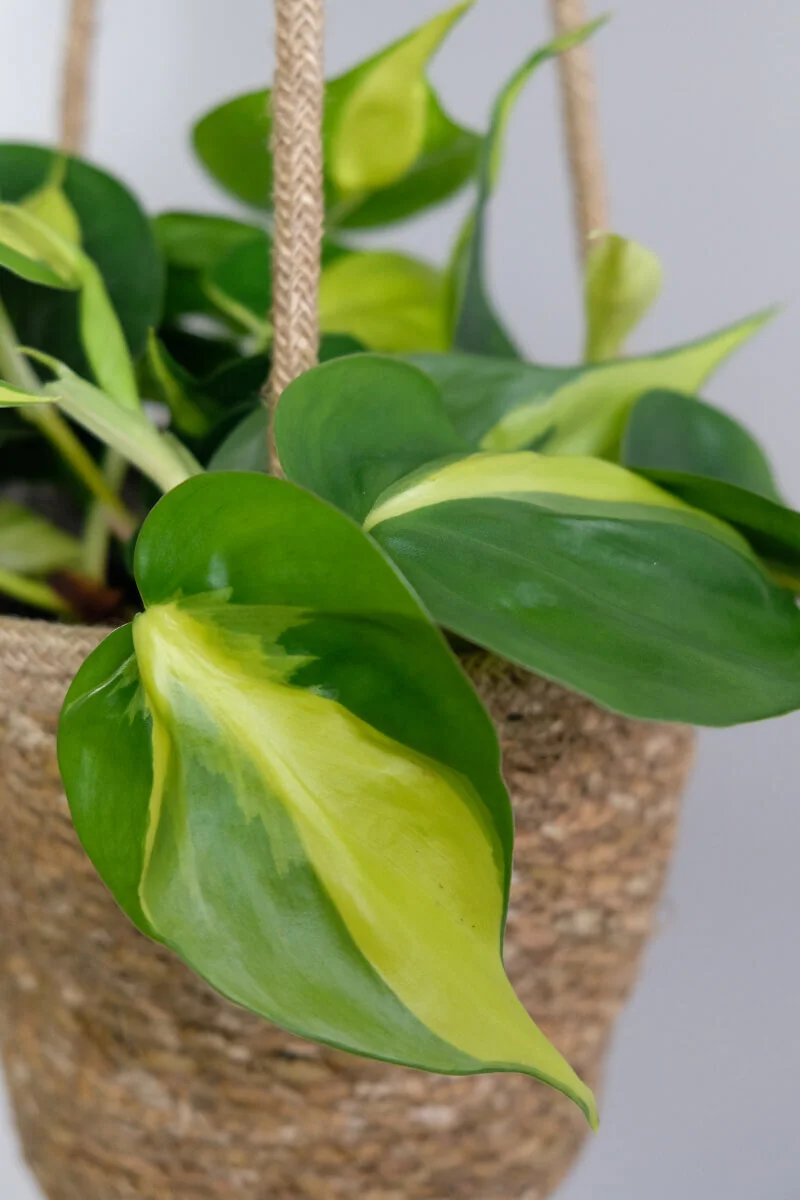  The leaves of a philodendron brasil are pretty captivating! Get yours from the  Plant Store  today. 