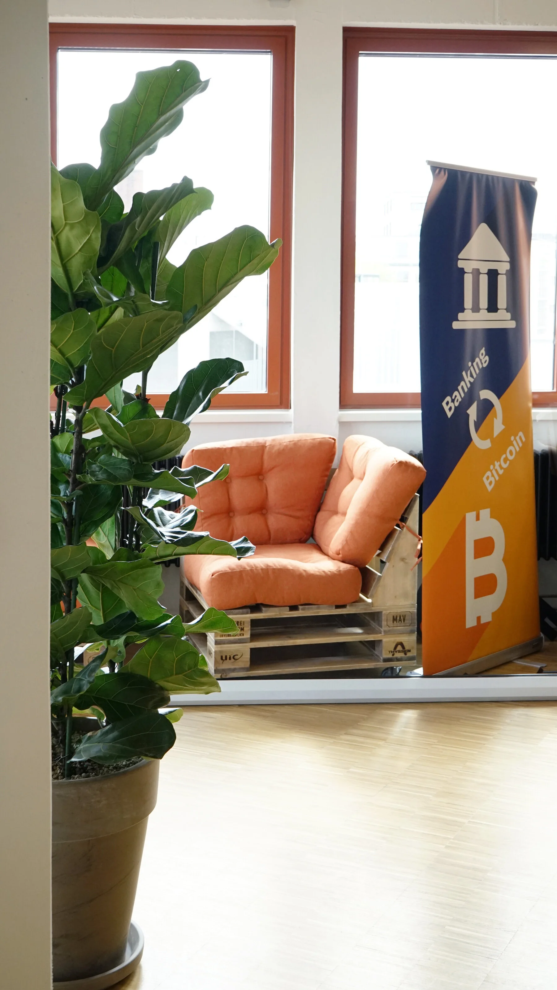  Orange couch behind a Ficus lyrata.  
