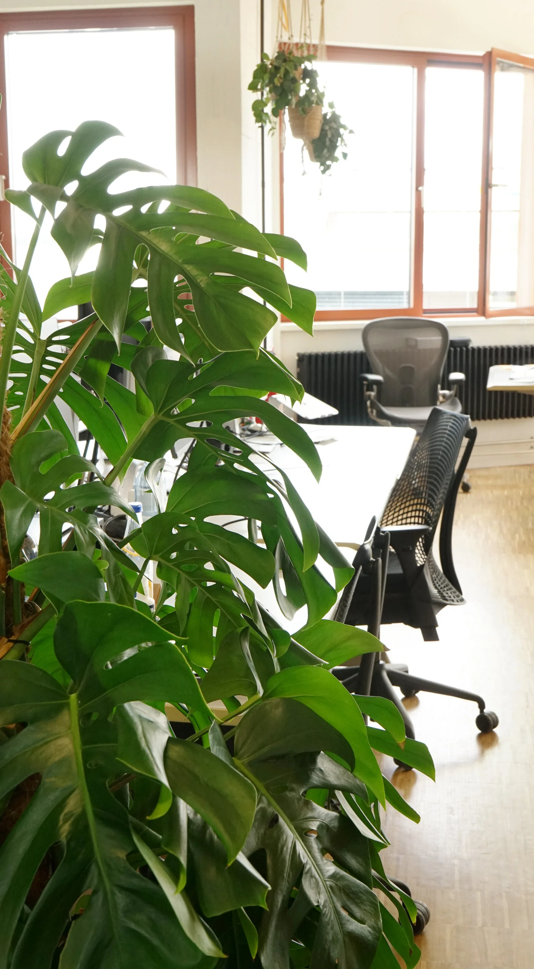  Large potted plants add character and help break up the space. 