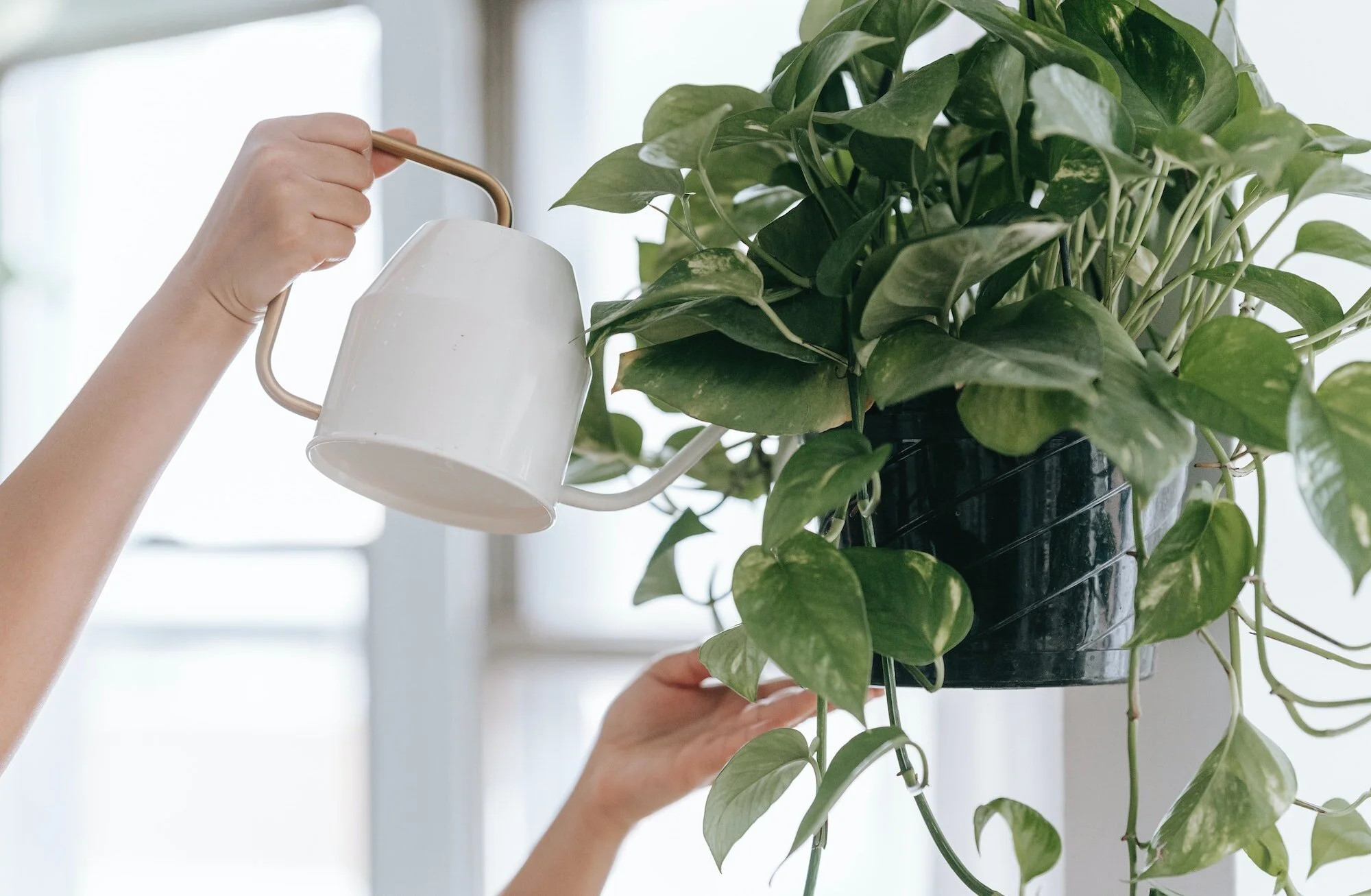  No watering can, no problem: There are plenty of methods to keep your greenery hydrated without human intervention. 