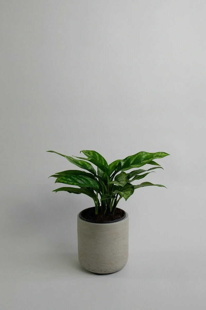 Chinese_evergreen_1_scaled_800.jpg