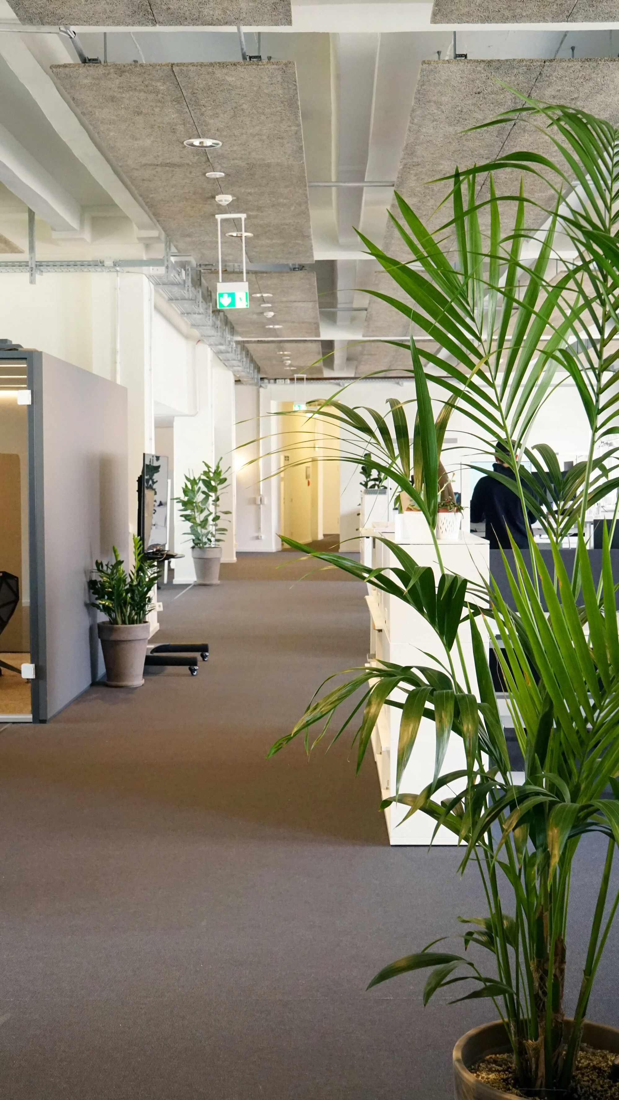  Plants of varying heights enliven the space. 