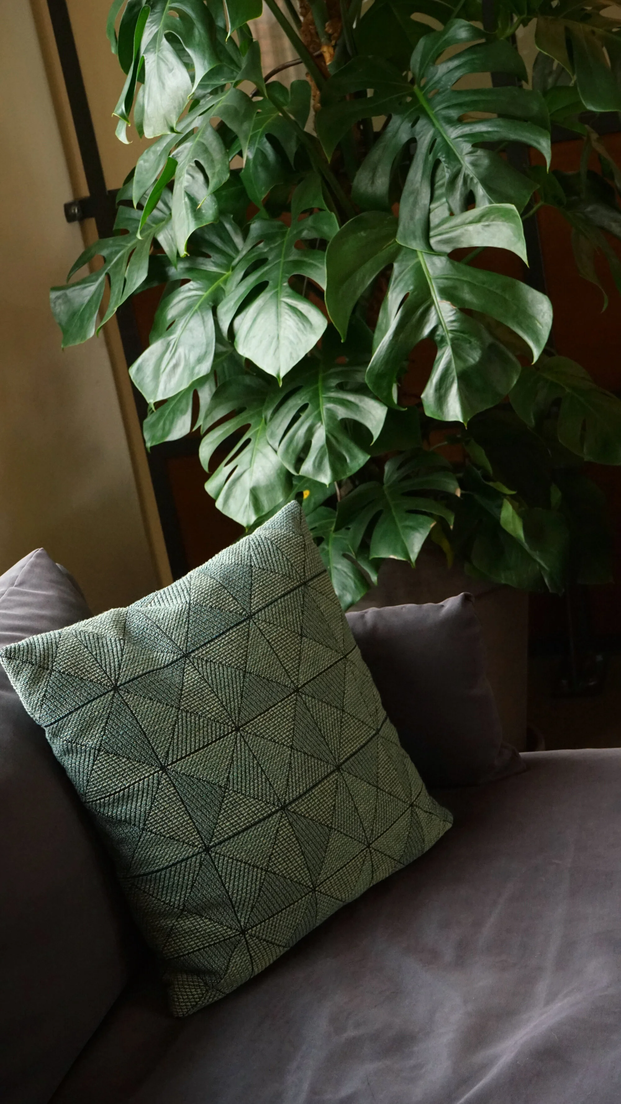  Plants help in creating a relaxing atmosphere. 