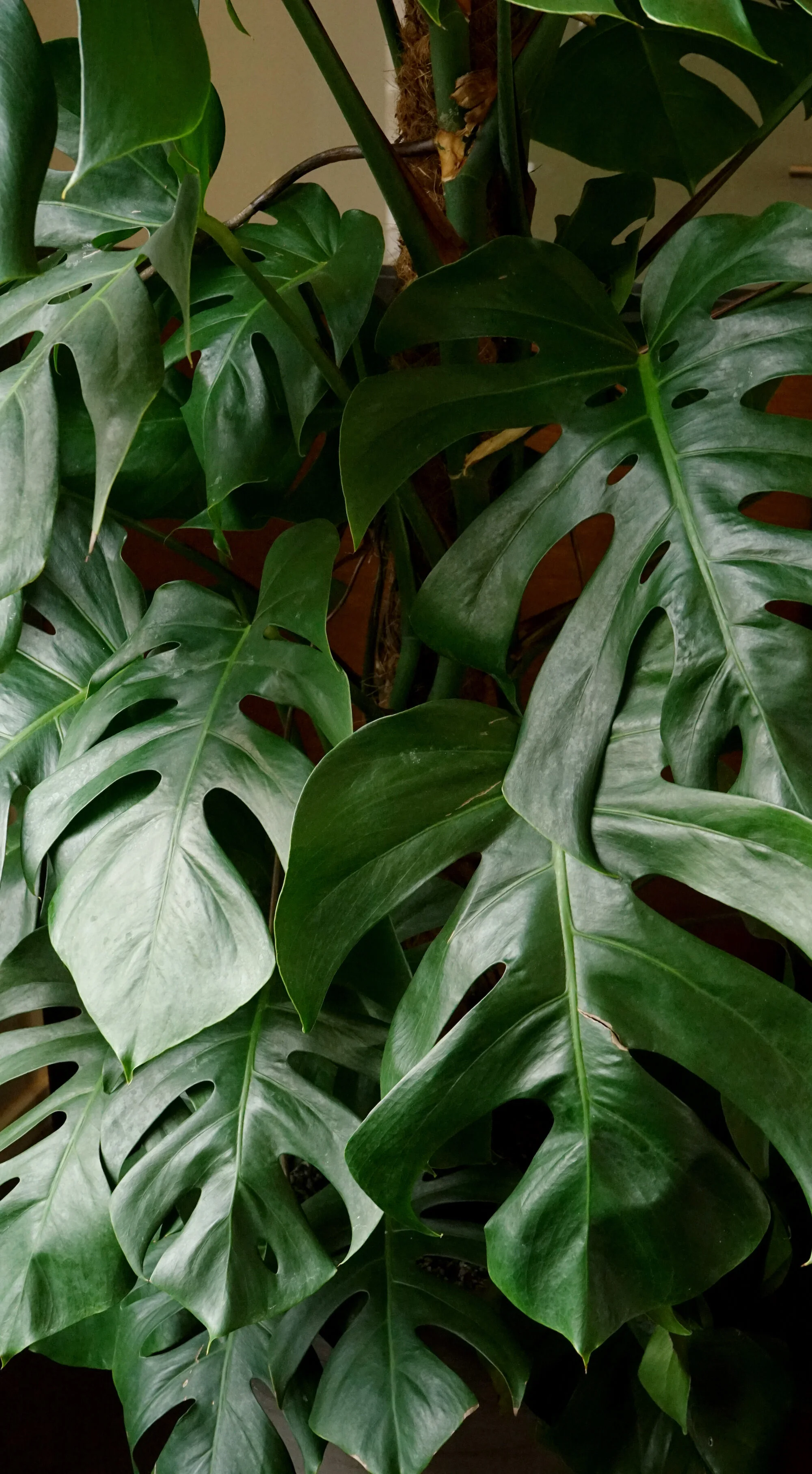  🌿🌿🌿 