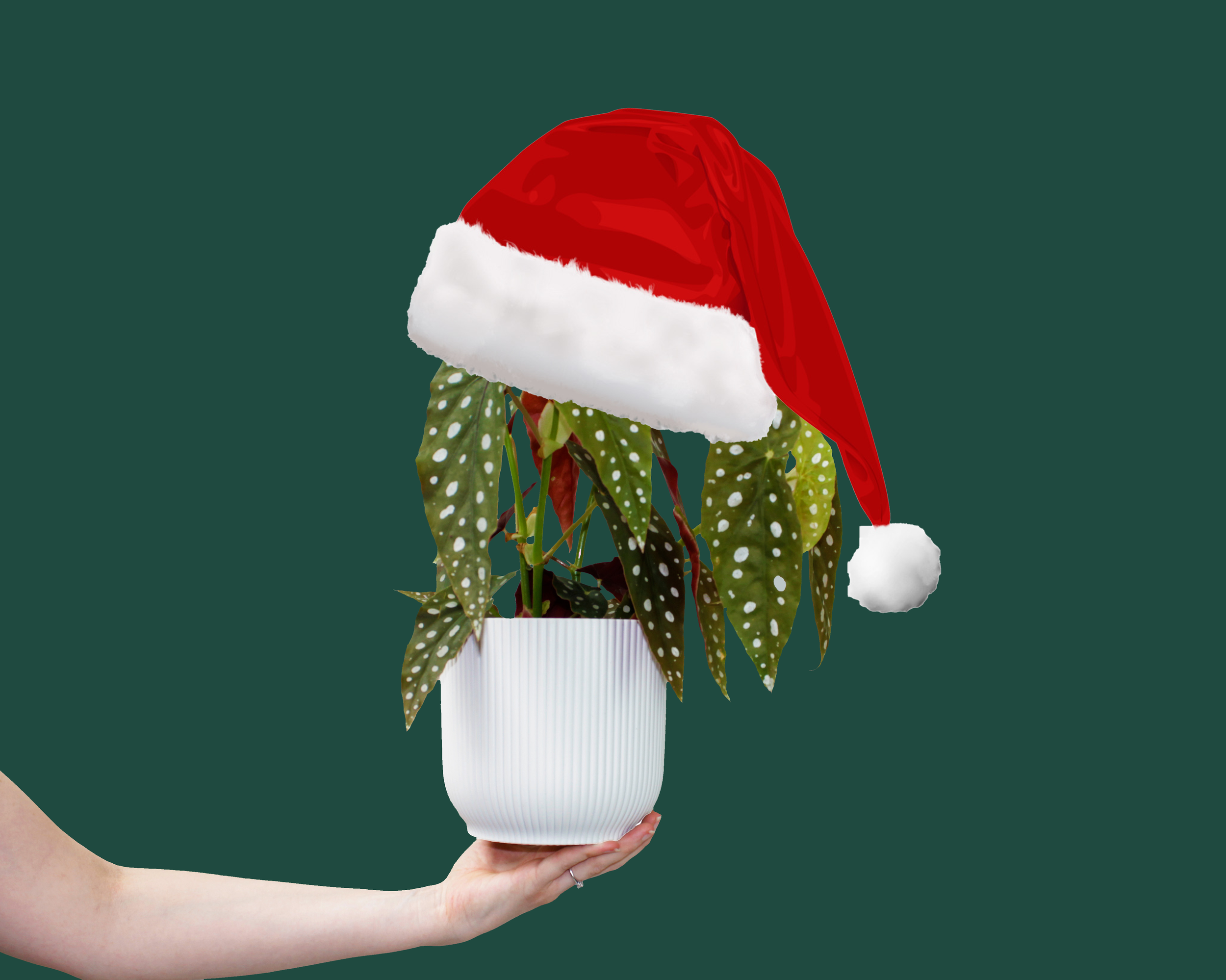 Christmas gifts with Plantclub