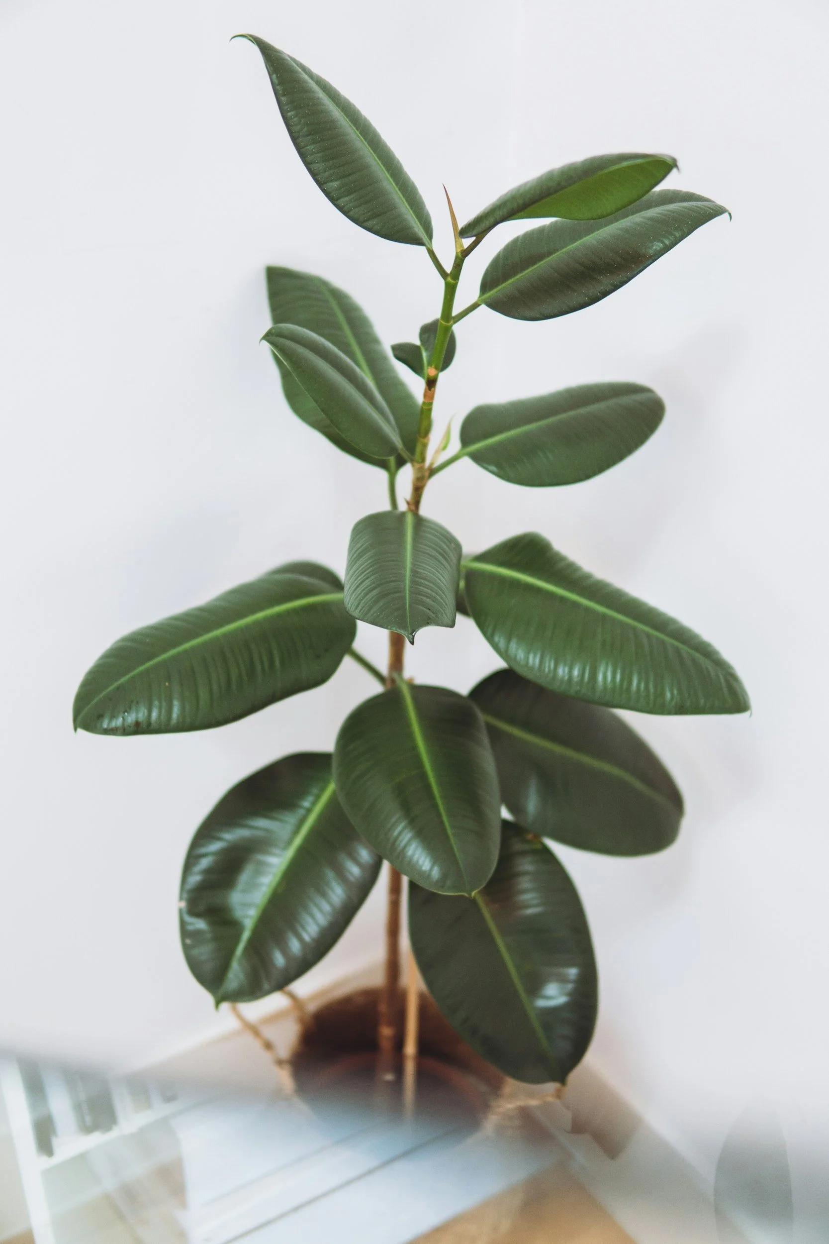 How to choose plants for your office