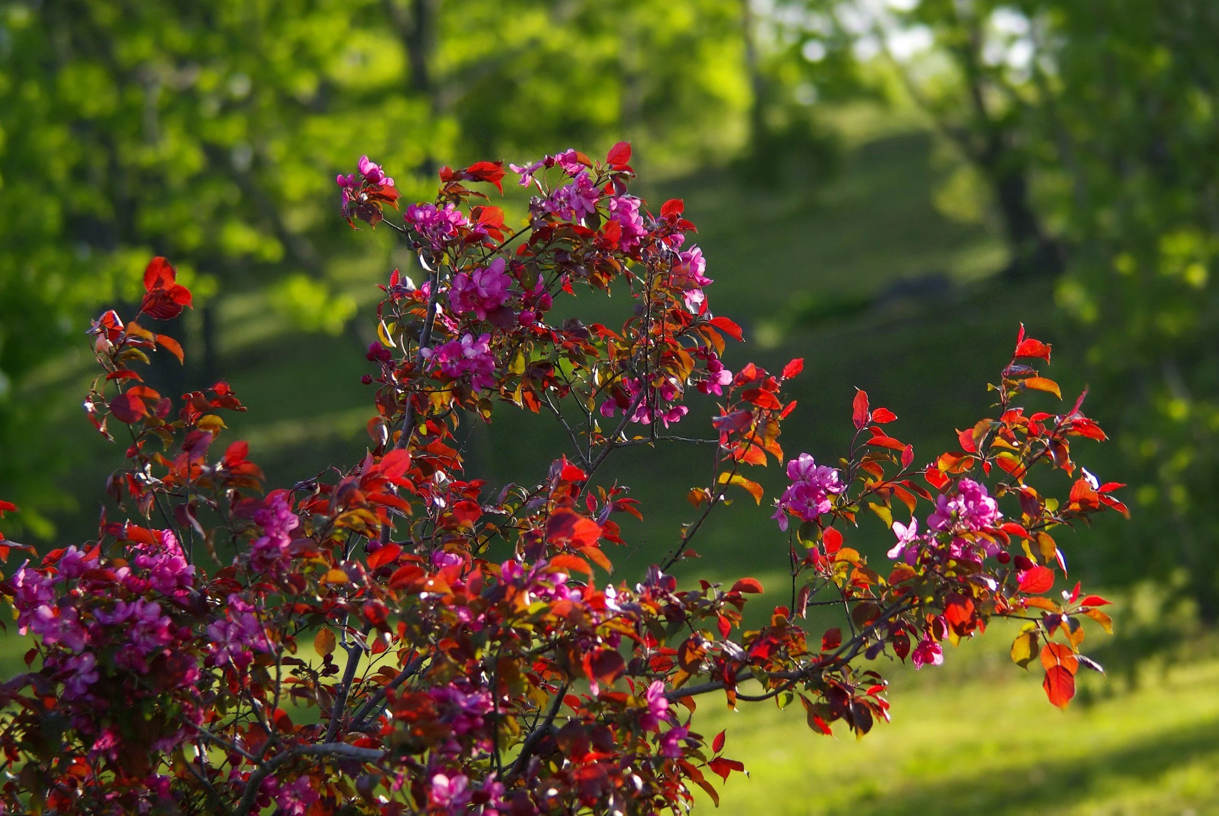  Flowers in full-bloom at the Loki Schmidt botanical gardens. 