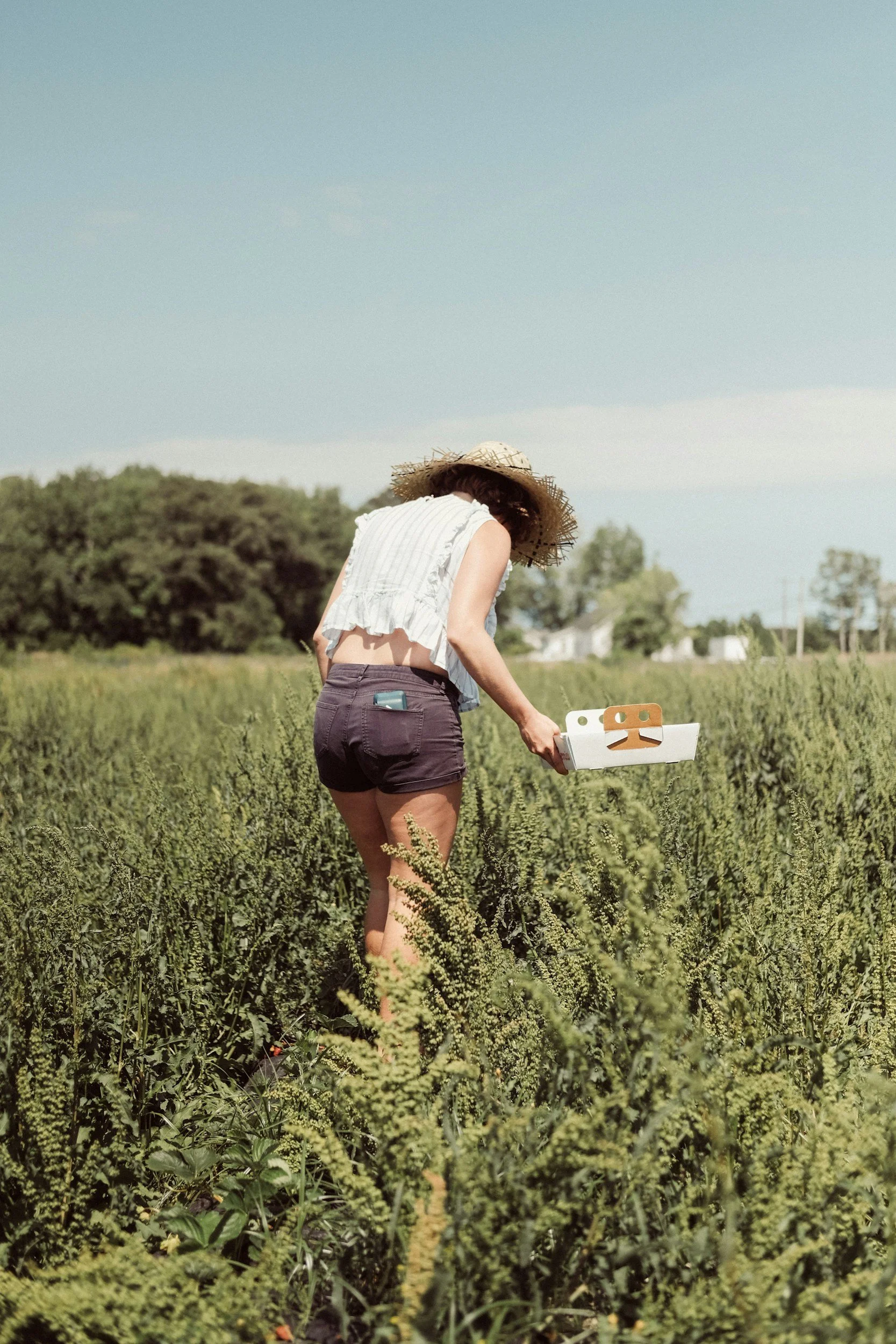 A person picking up fruits in a field.