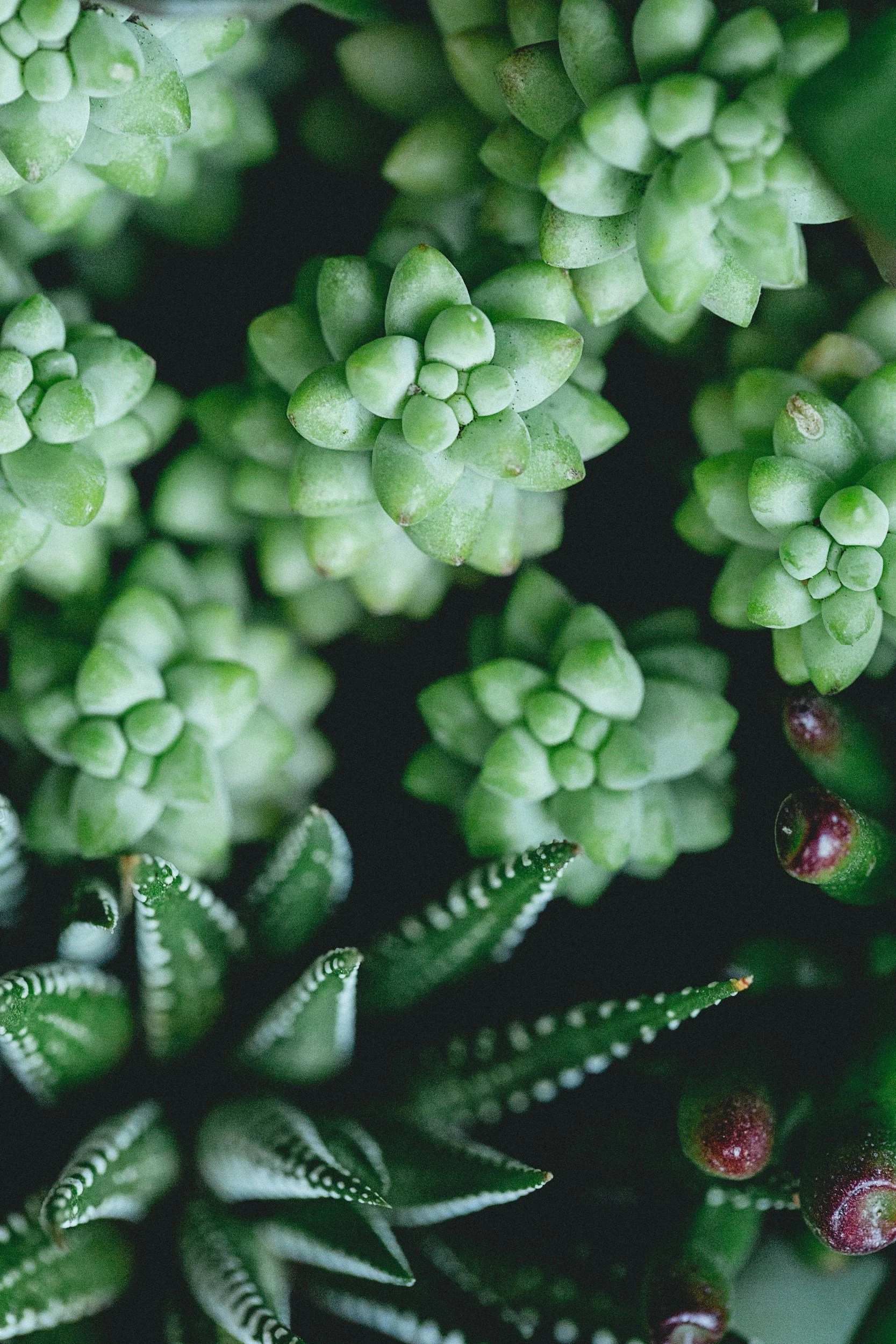  Succulents store water in their leaves, so can go longer stretches between watering.  