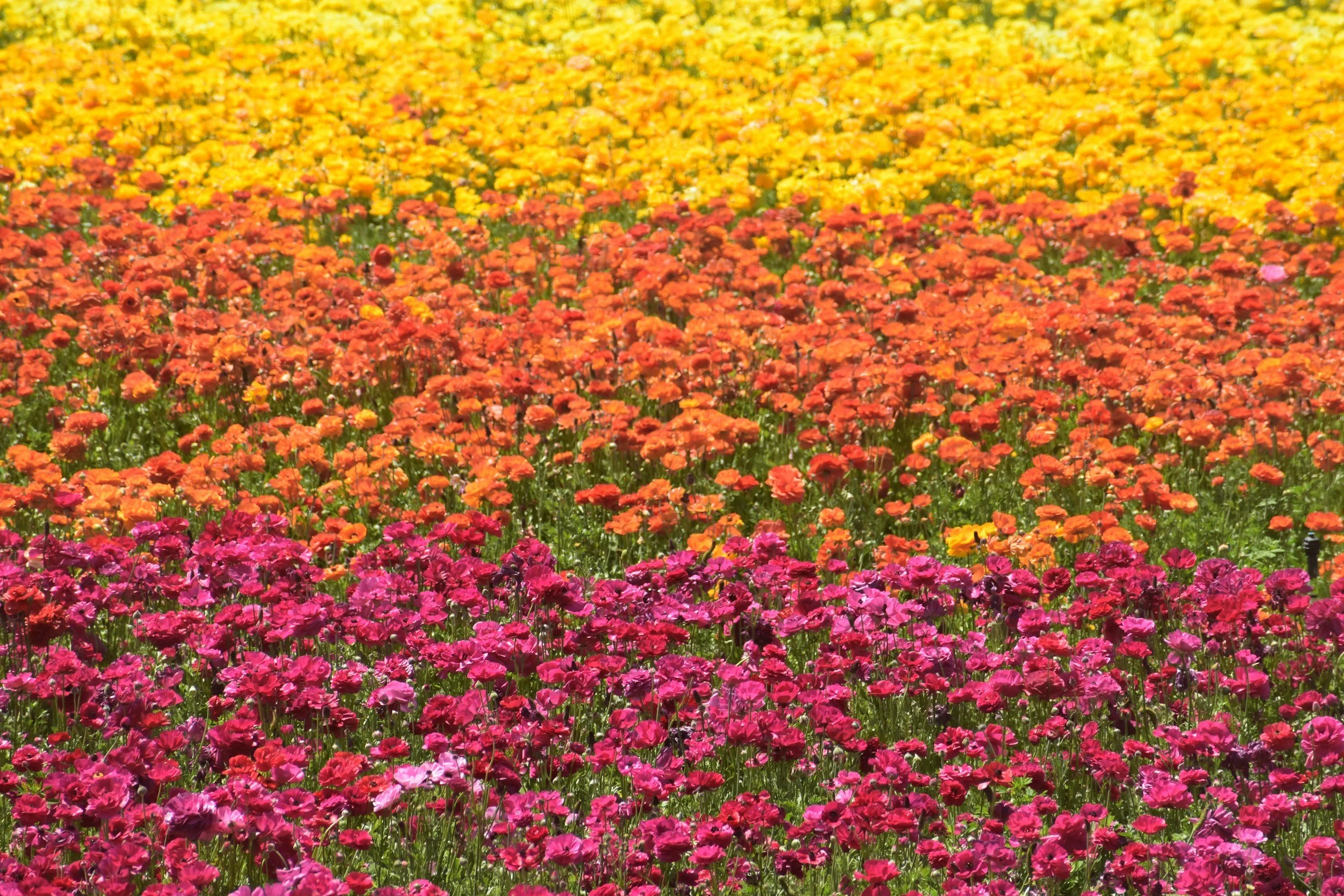  Smoothly flowing bright colors of flowers matching the colors of the Pride flag.  