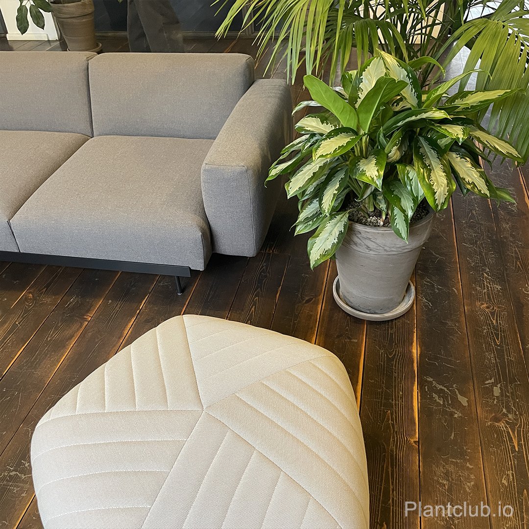  Tranquil vibes in a jungle oasis 