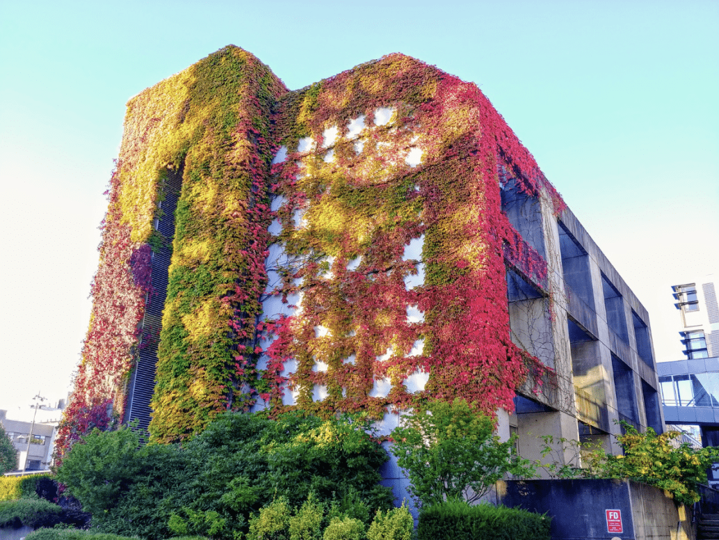  Climbing plants on a building’s front can improve a building’s insulation. 