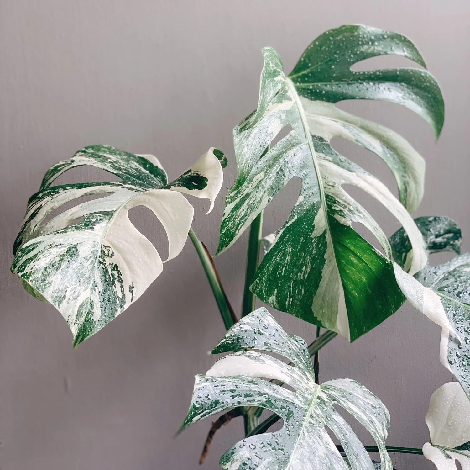  Variegated monstera may be the most sought after variegated variety. 