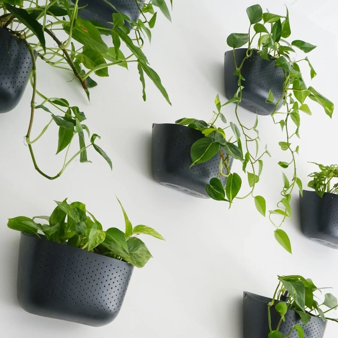  Wall planters aren’t going anywhere this year. We love how WallyGrow planters let you stagger your design. 