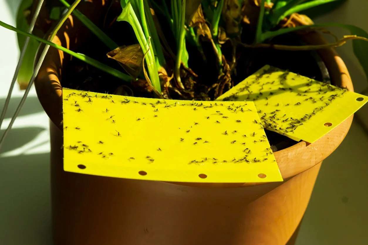  Sticky flypaper is one of the best ways to get rid of fungus gnats. 