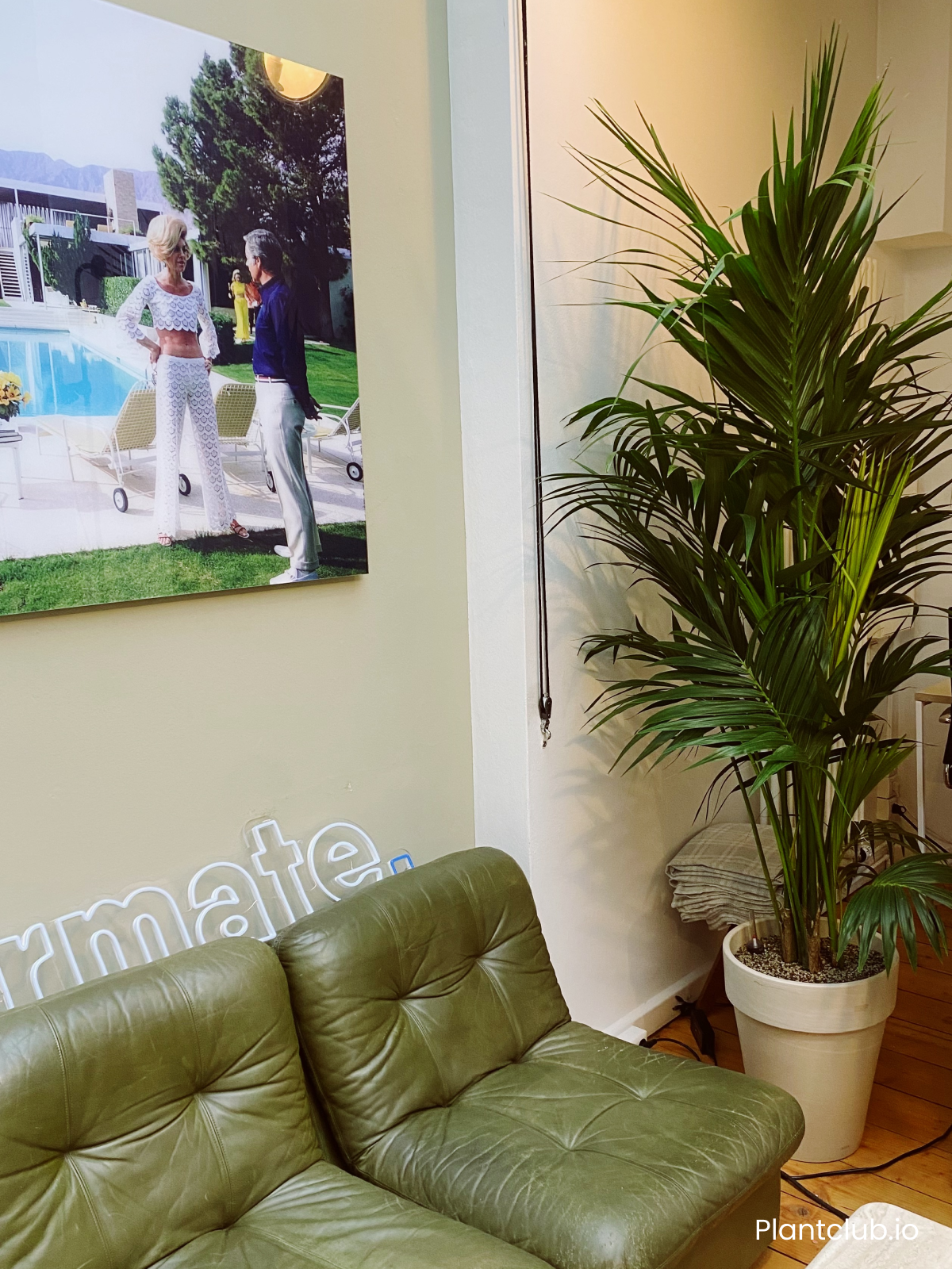  Kentia palms are available in the  Plant Store . 