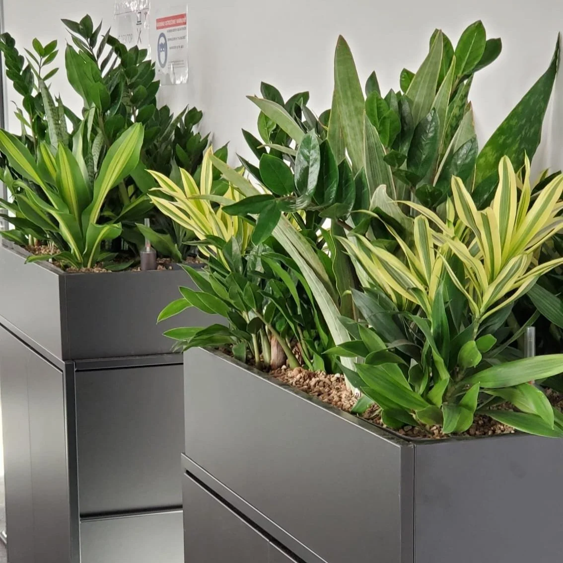 Diverse tropical plants in design metal planters