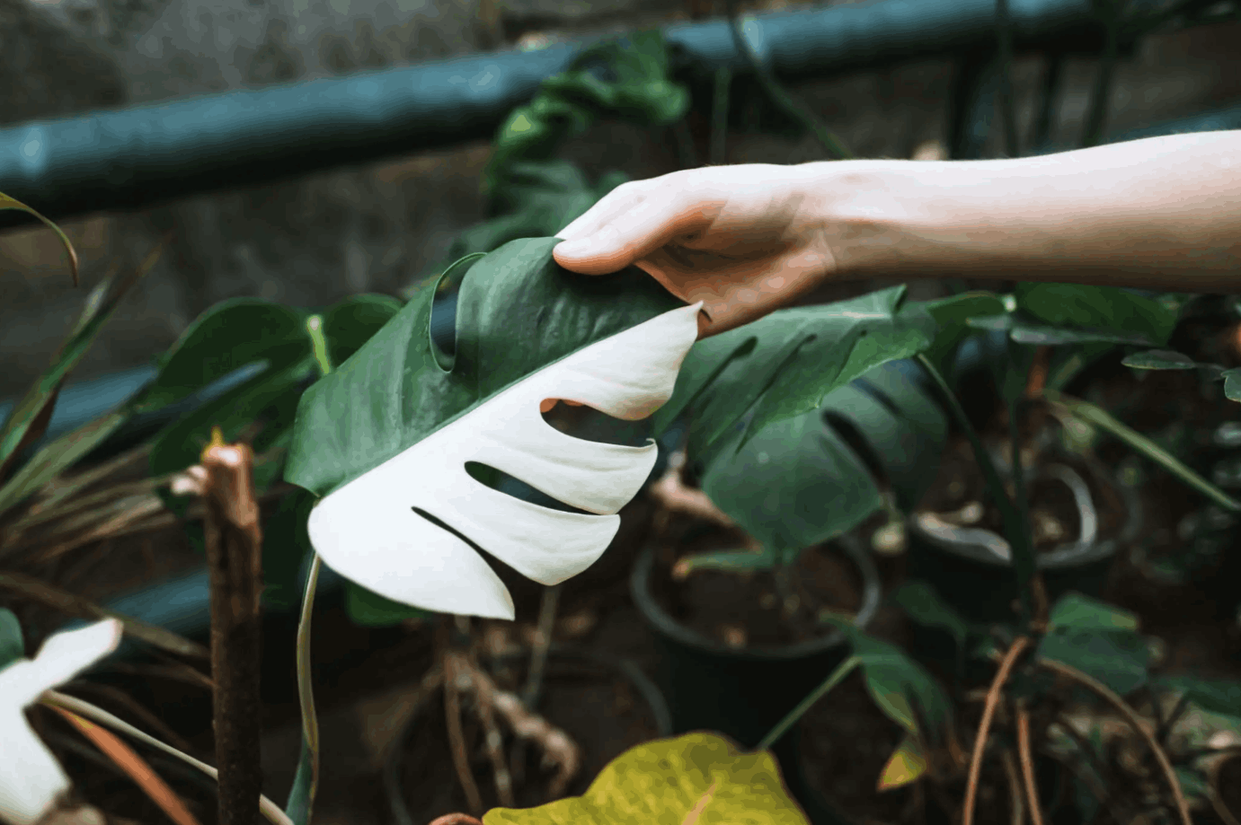 Variegated plants: a beginner’s guide